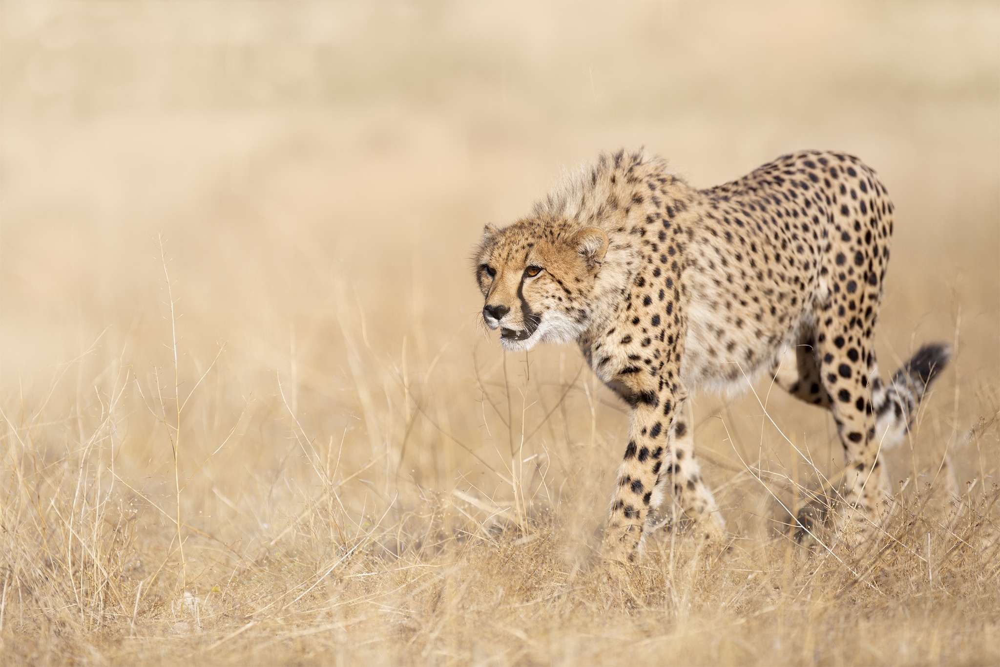 Big Cat Cheetah Wildlife Predator Animal 2048x1365