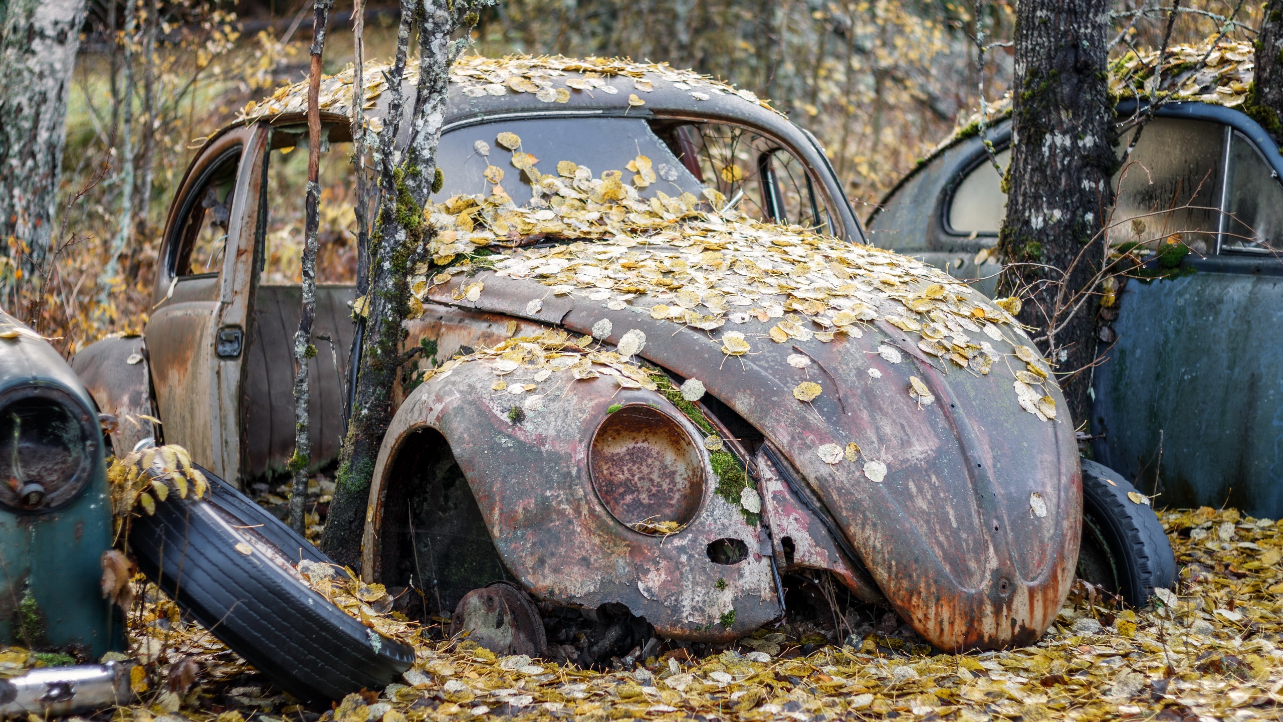 Car Volkswagen Rust Old Leaves Outdoors Wreck Vehicle 2560x1440