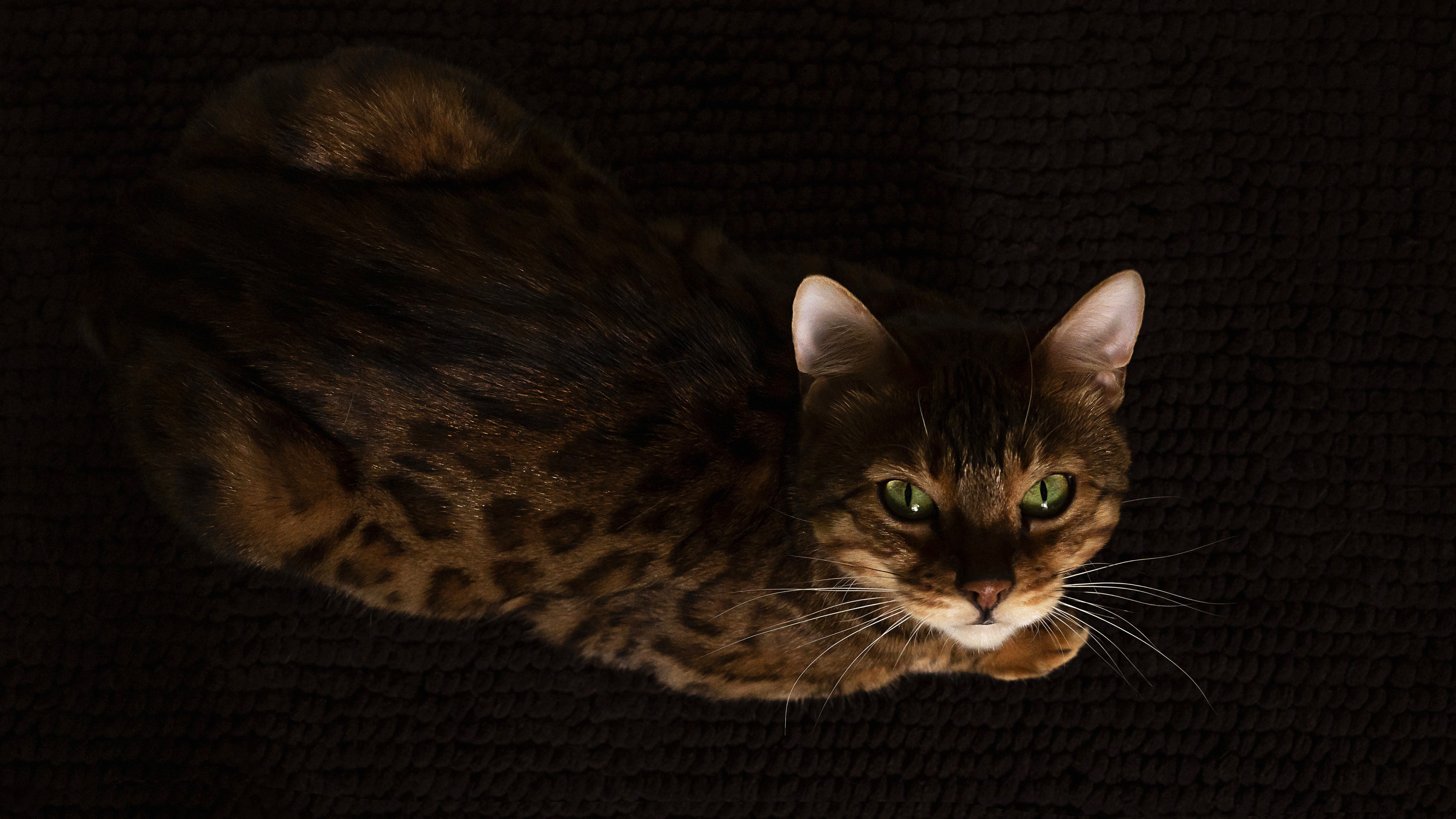 Bengal Cat 3840x2160