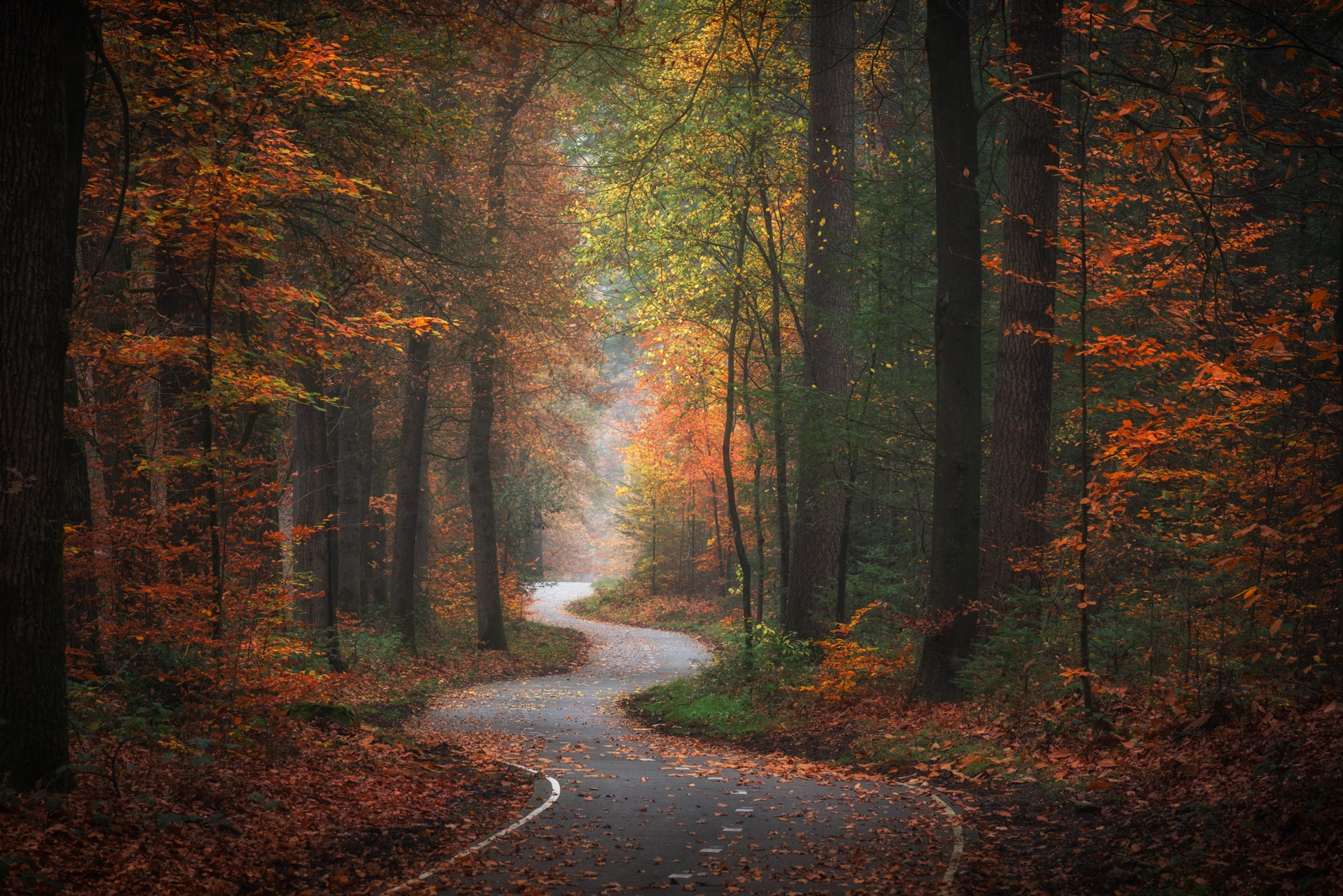Fall Foliage Forest Nature Road 1920x1281