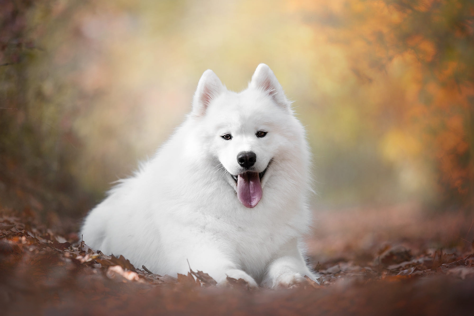 Depth Of Field Dog Pet Samoyed 2000x1333