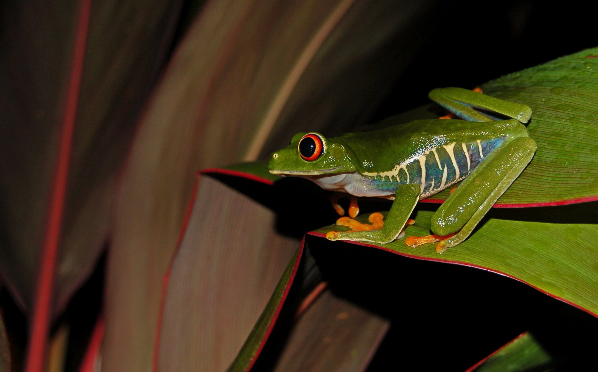 Frog Red Eyed Tree Frog 2048x1276