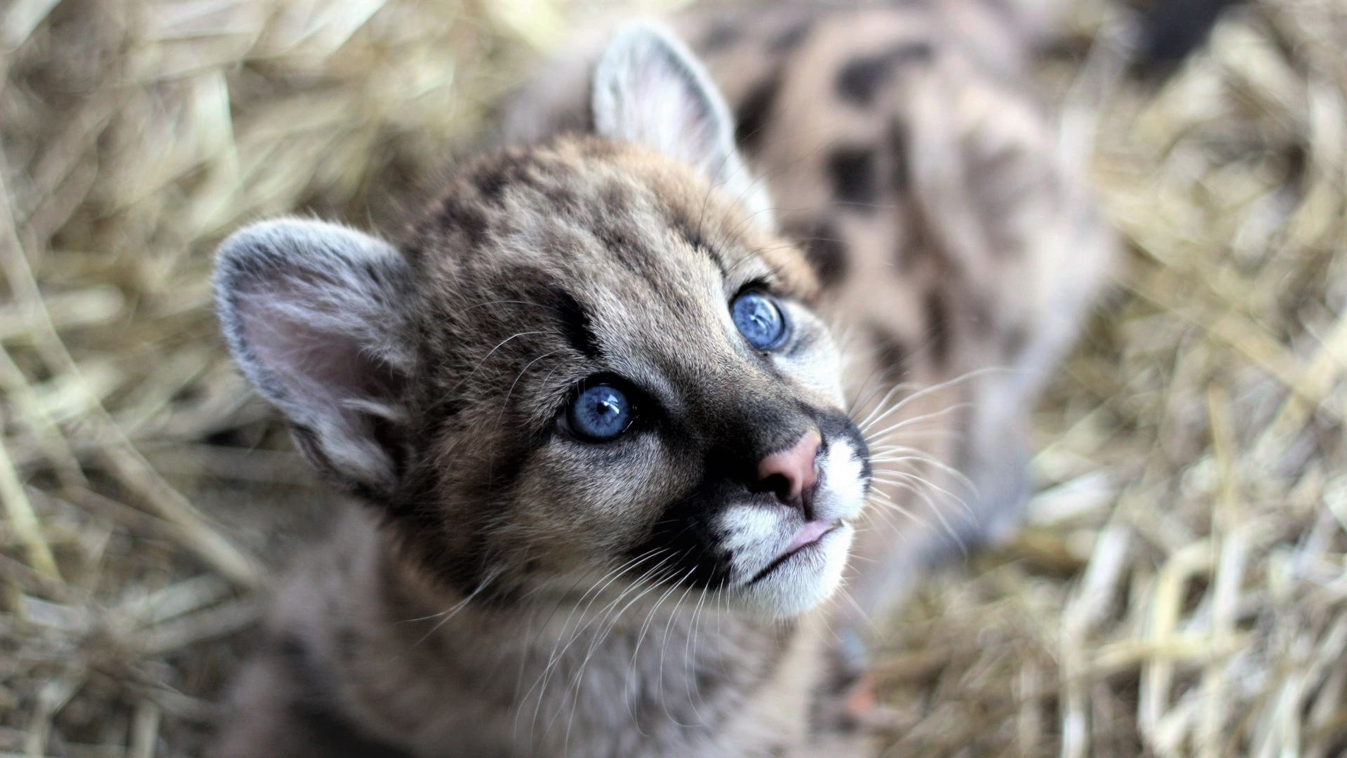 Baby Animal Cougar Cub Face 1920x1080