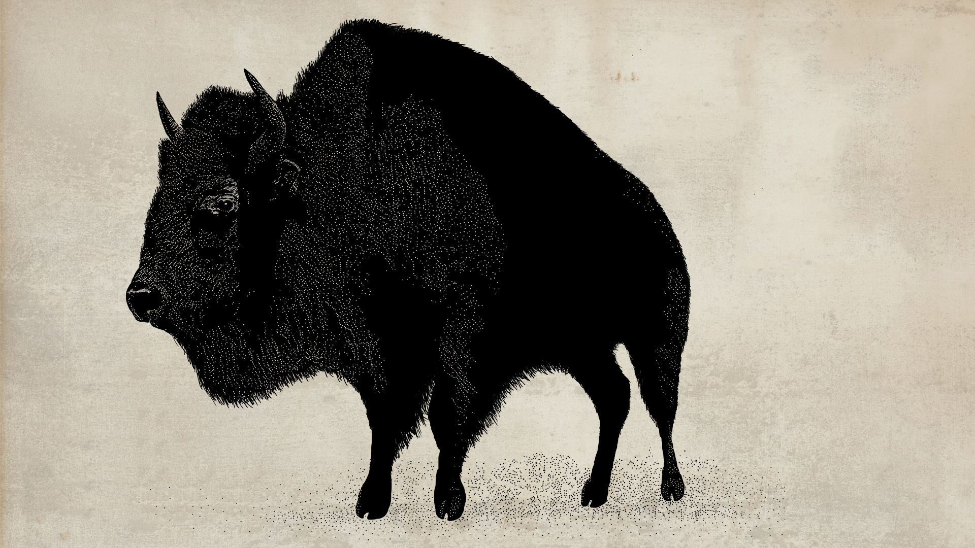 Animal American Bison 1920x1080