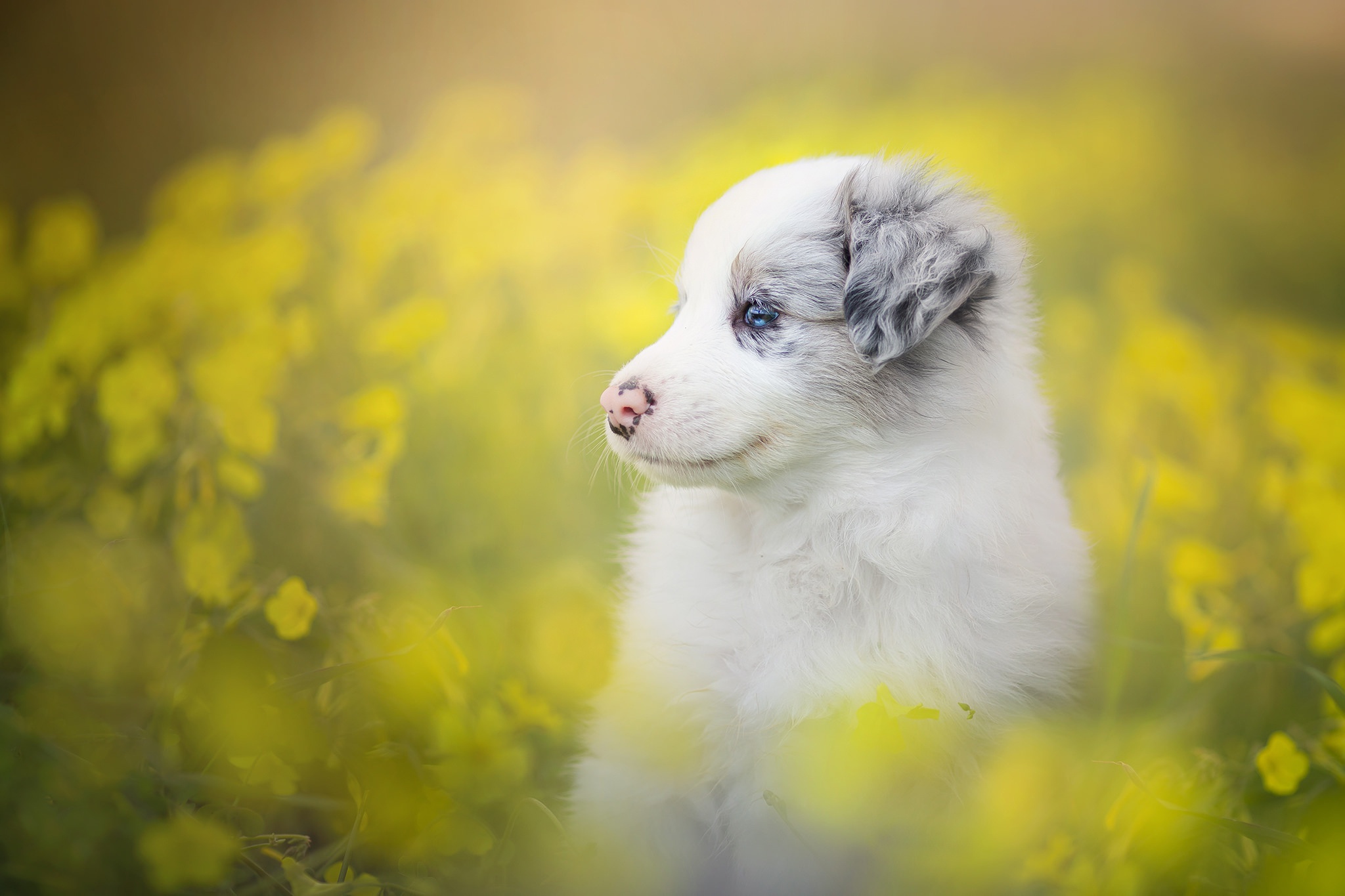 Baby Animal Border Collie Dog Flower Pet Puppy 2048x1365