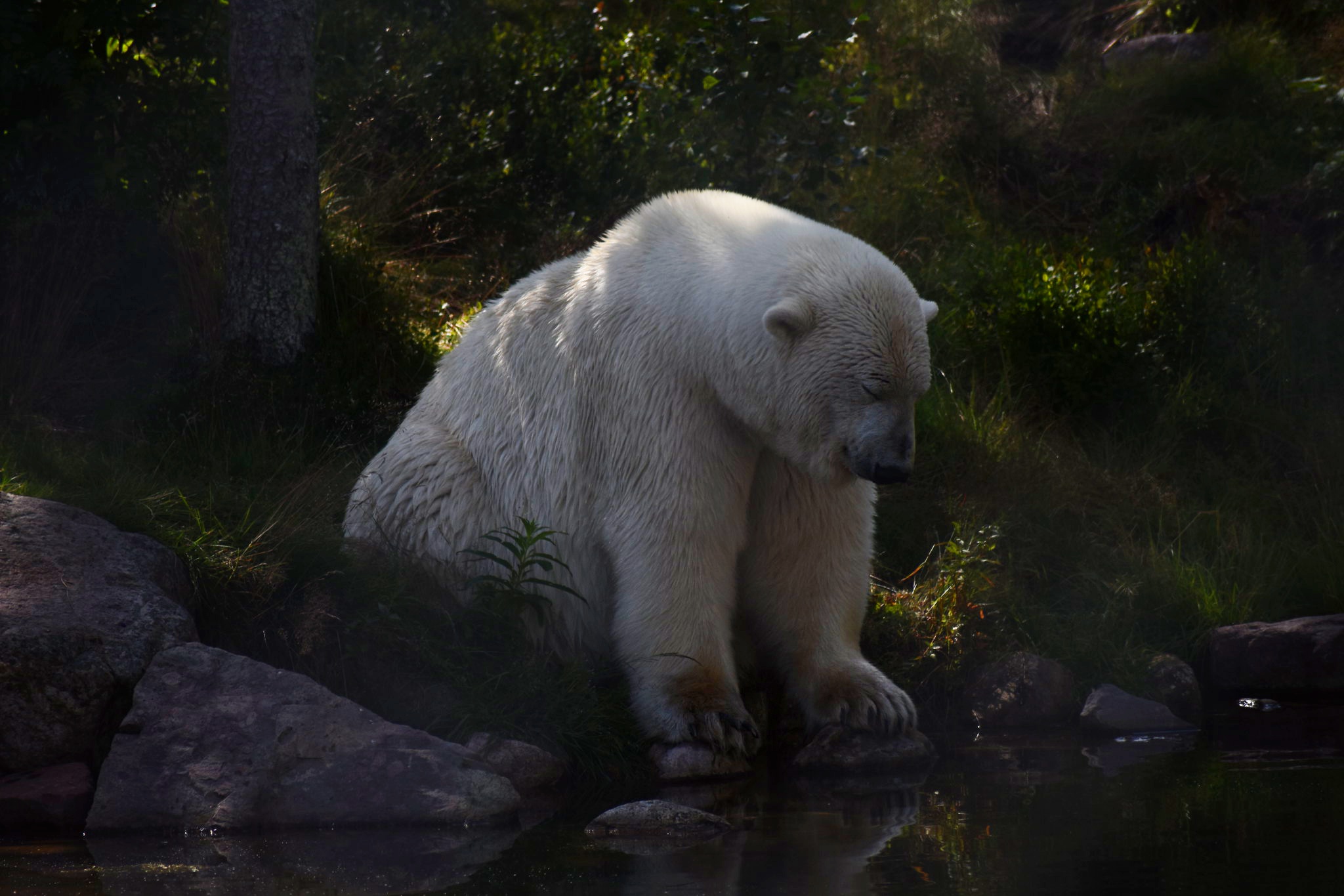 Animal Polar Bear 2048x1365