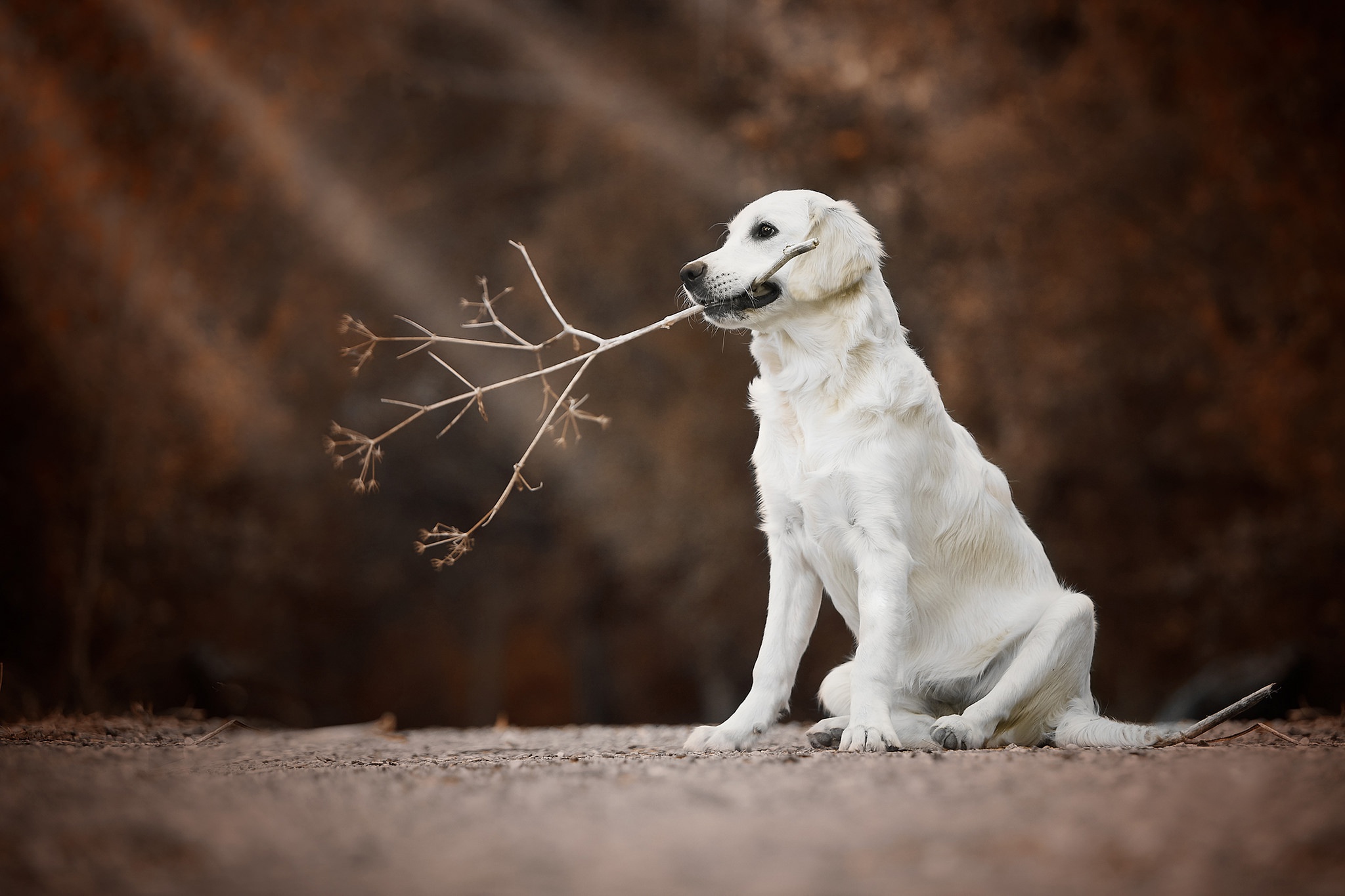 Dog Golden Retriever Pet 2048x1365