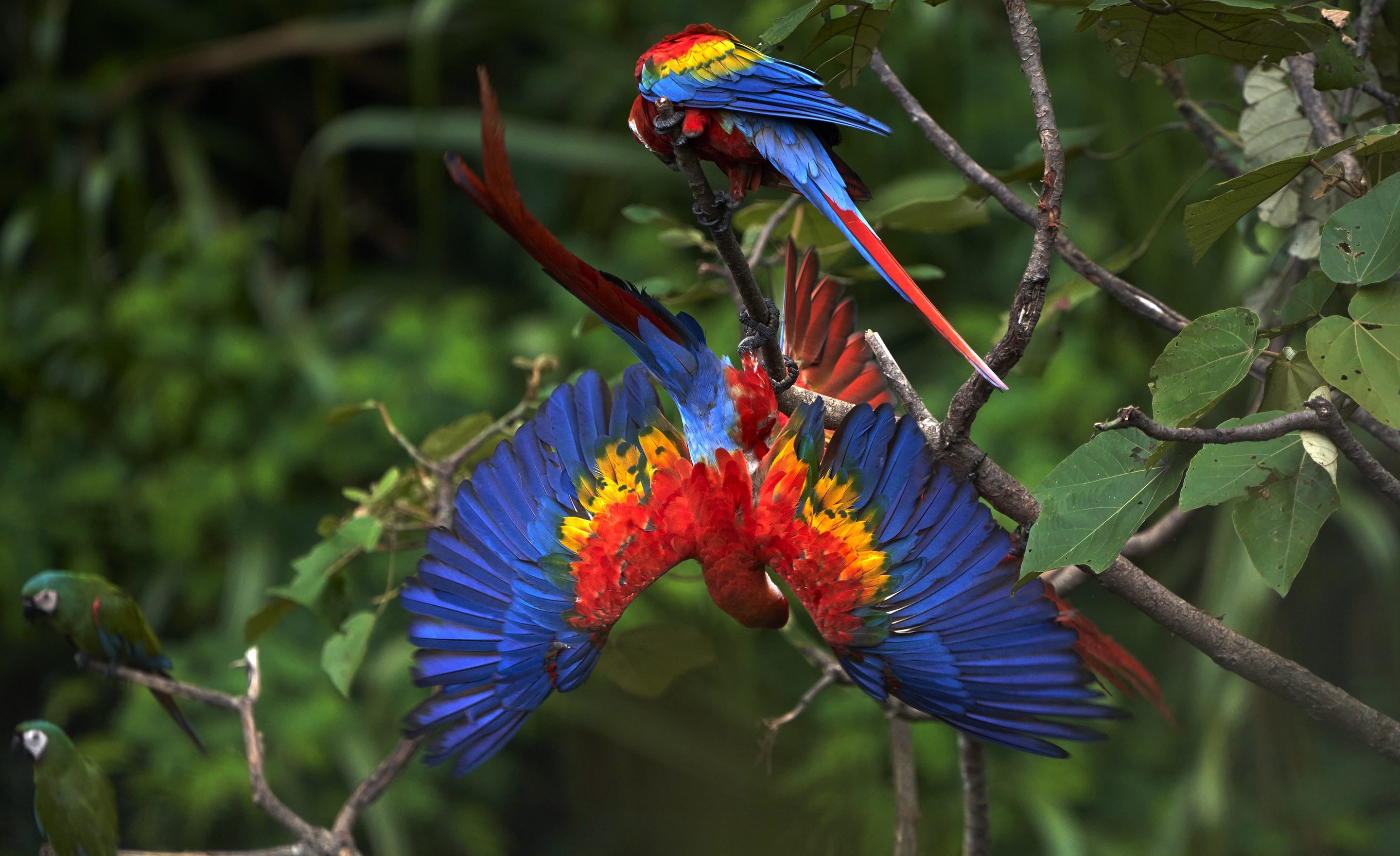 Bird Macaw Parrot 2880x1762
