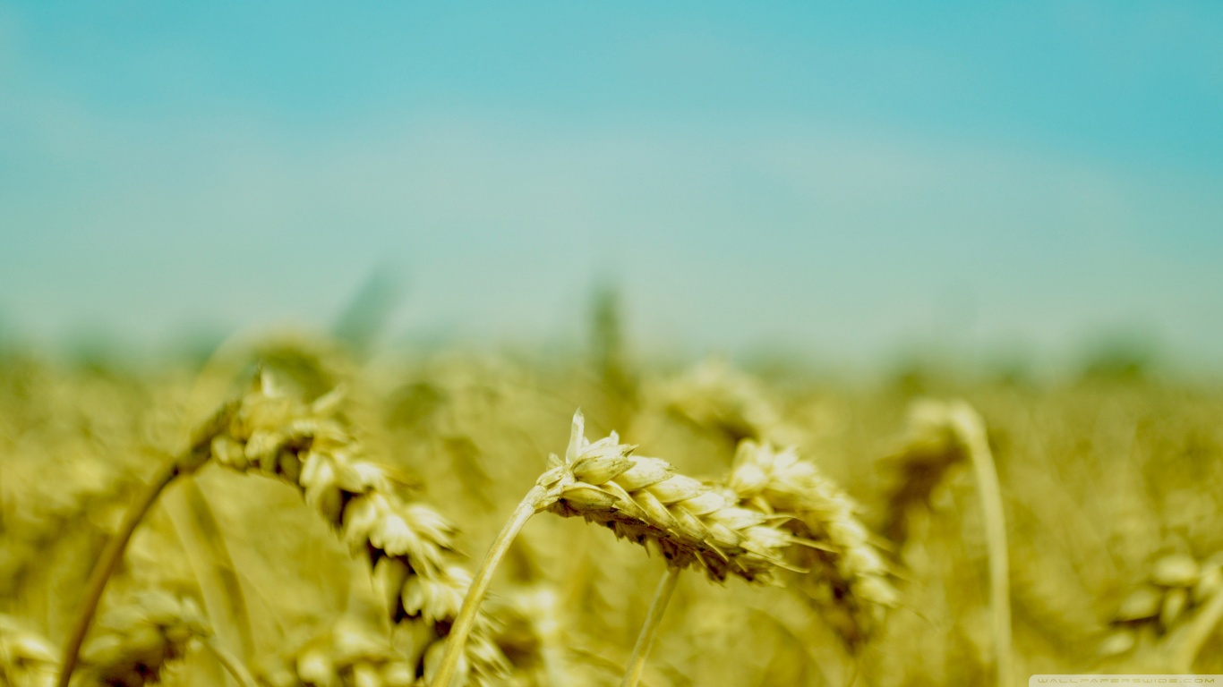 Wheat 1366x768
