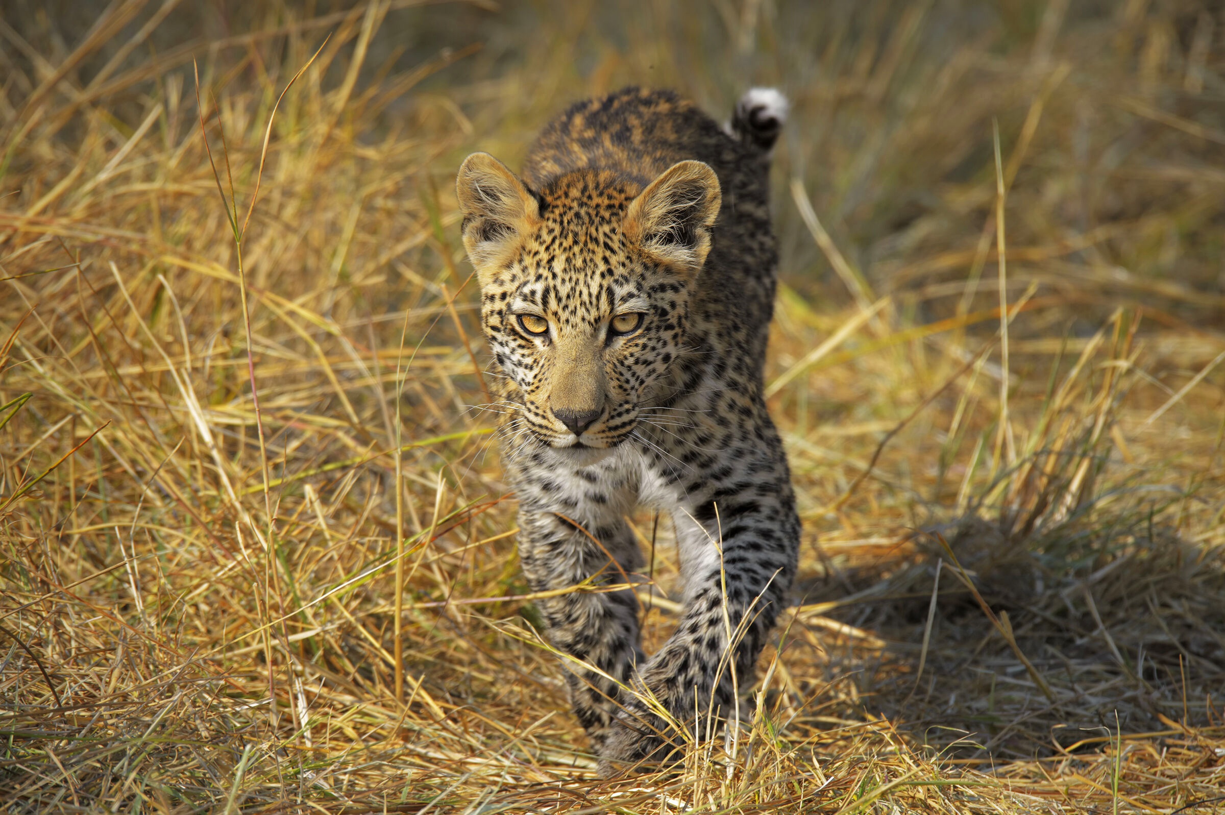 Big Cat Leopard Wildlife Predator Animal 2400x1597