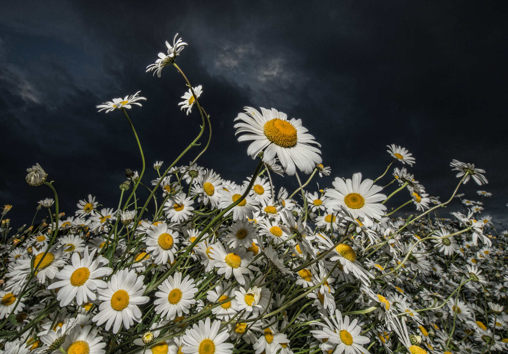 Cloud Daisy Dark Earth Flower Sky White Flower 2048x1427