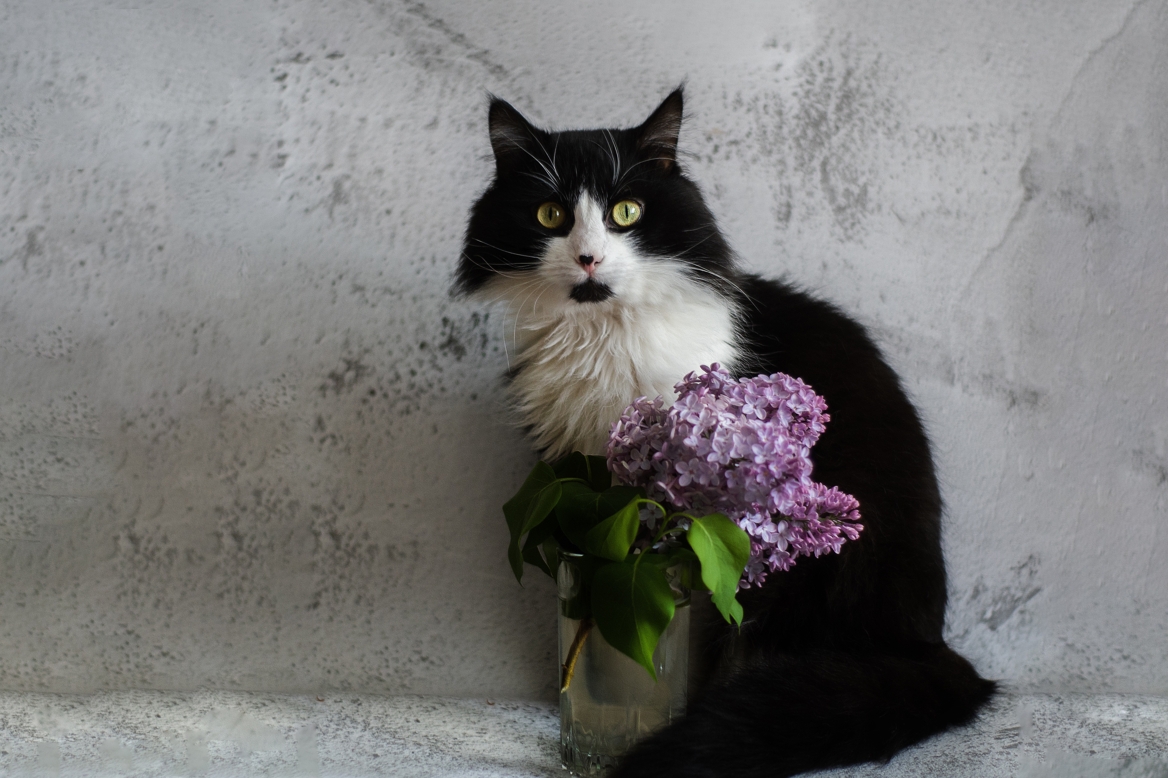Bouquet Cat Lilac Pet Wall 3840x2560