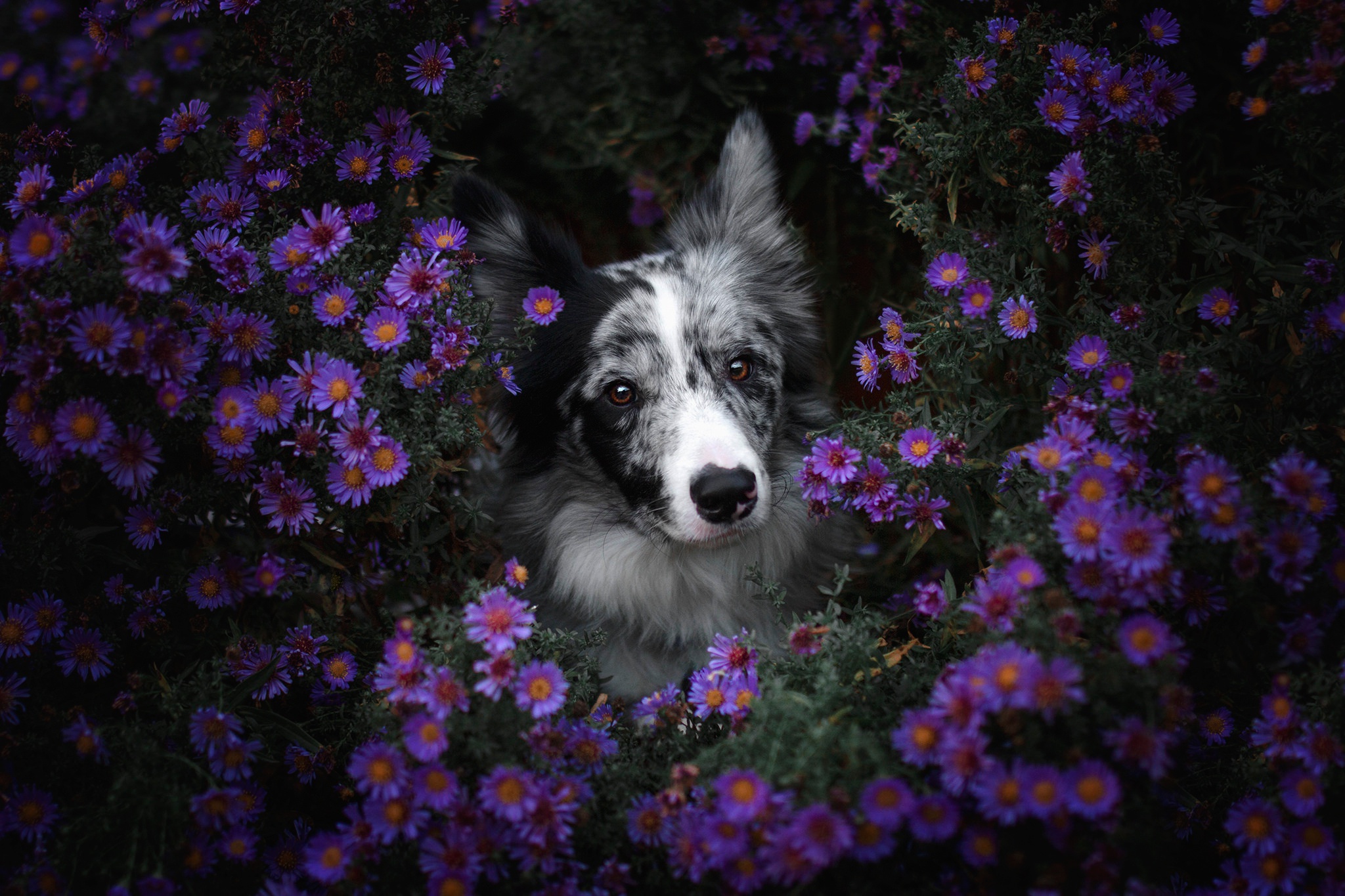 Border Collie Dog Flower Pet Purple Flower 2048x1365