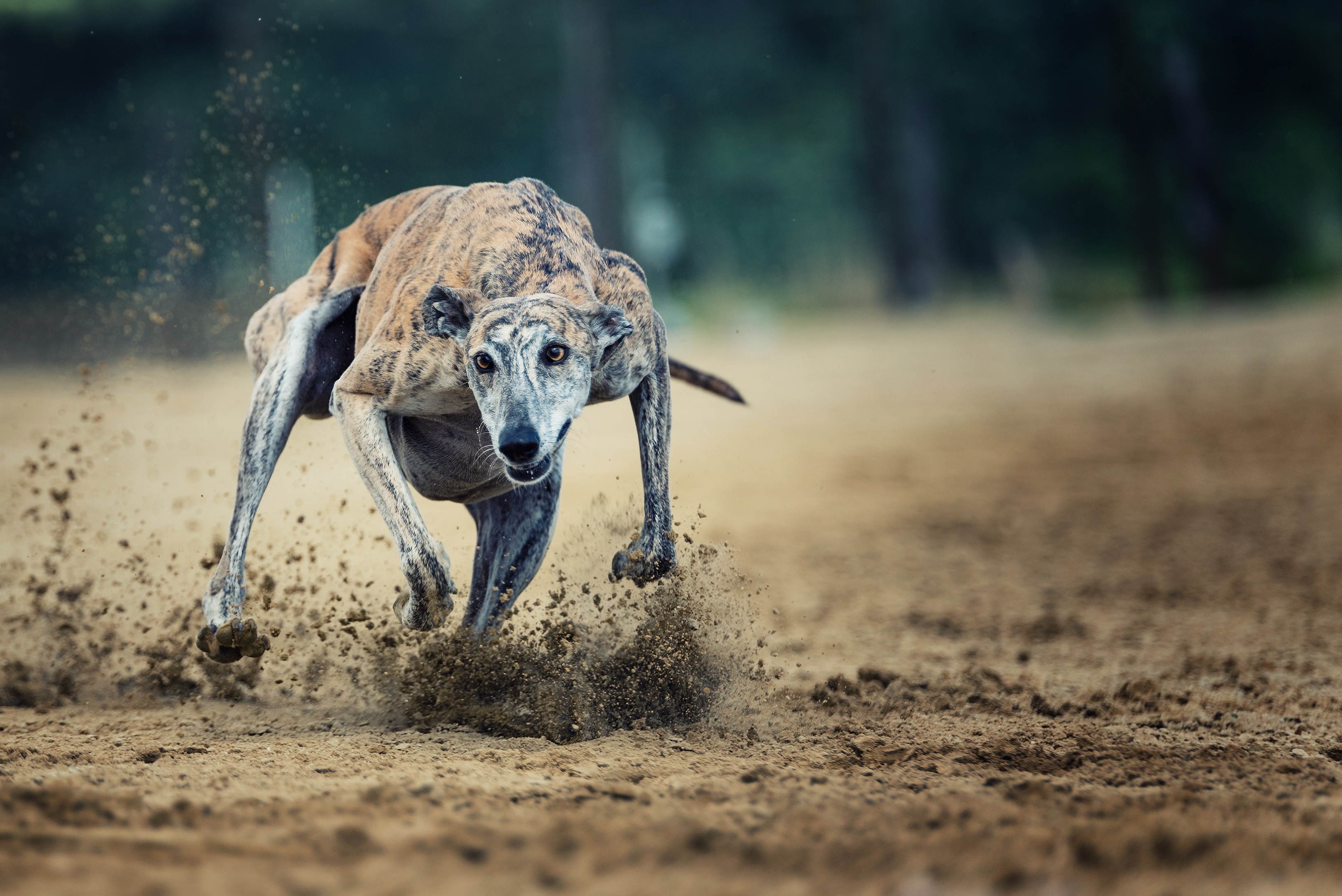 Greyhound Running Sport 3259x2176