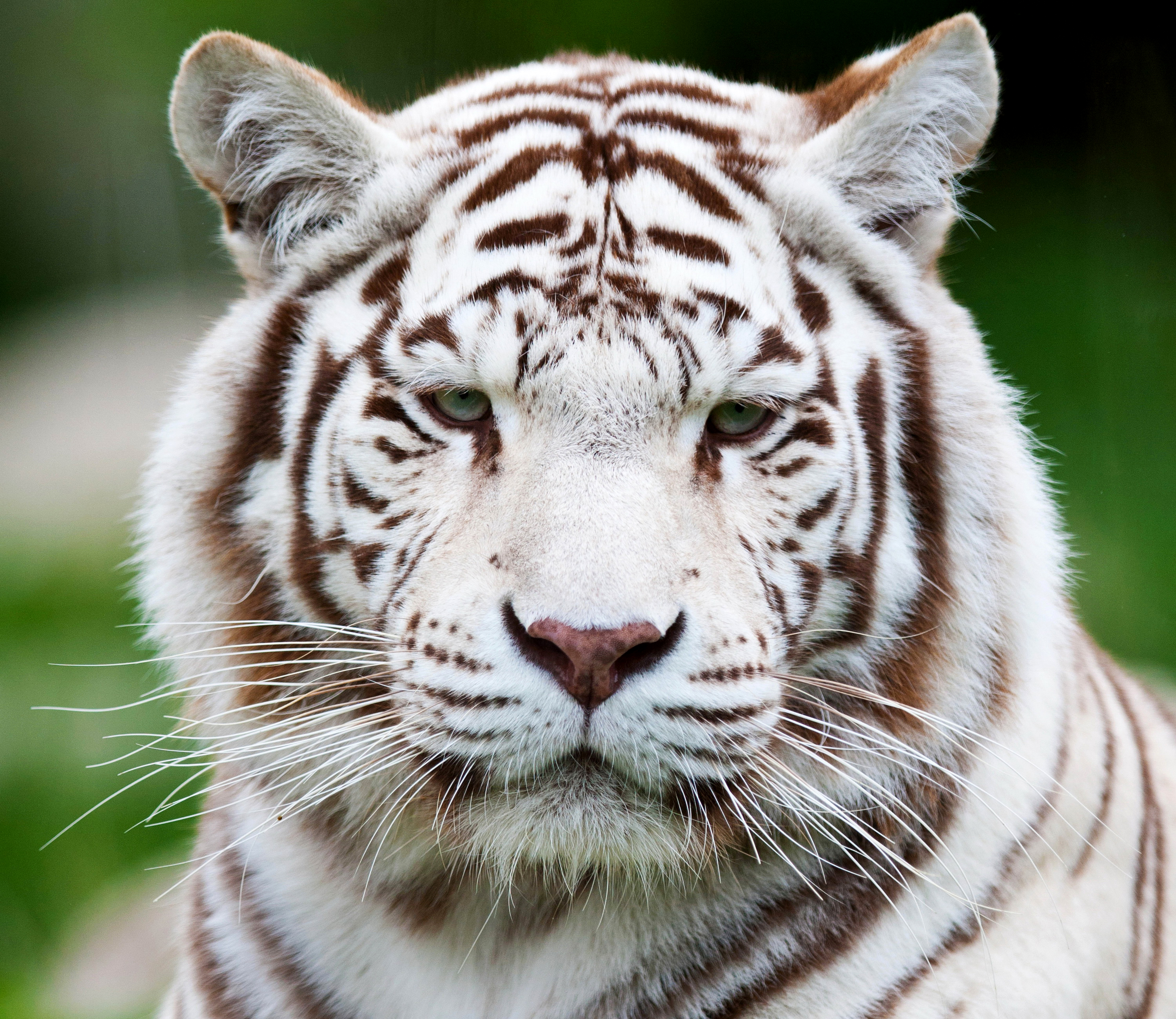 Big Cat Stare White Tiger Wildlife Predator Animal 3000x2600