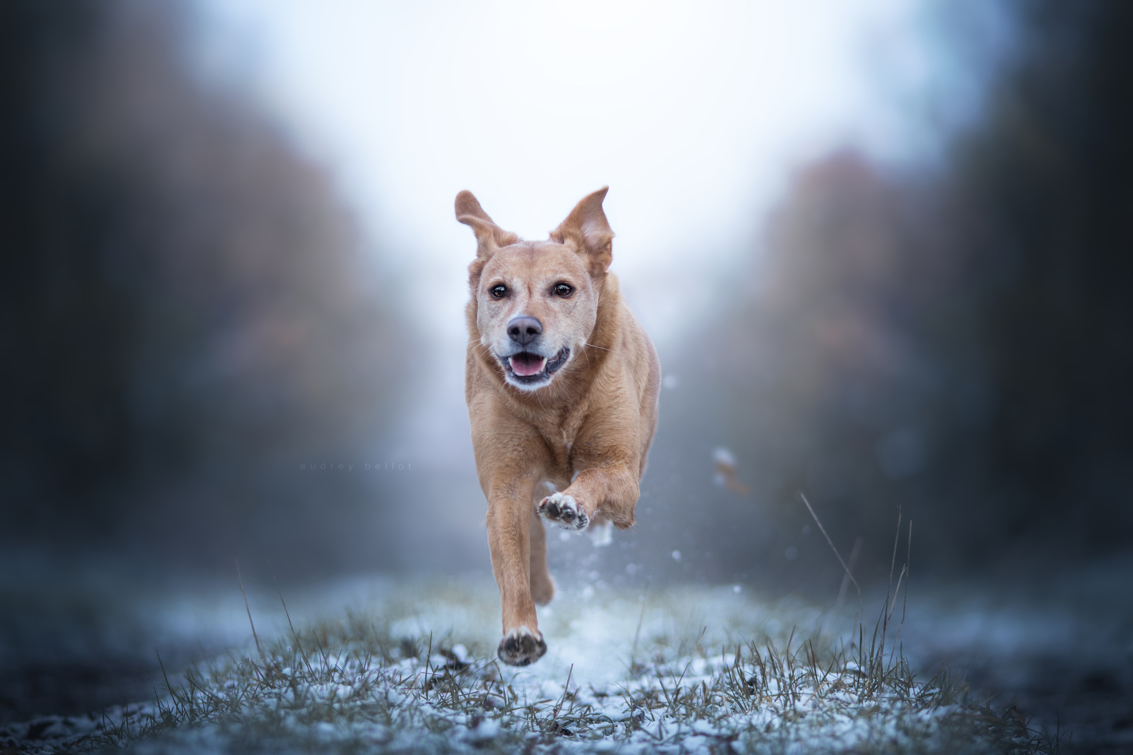 Depth Of Field Dog Golden Retriever Pet Running 4500x3000
