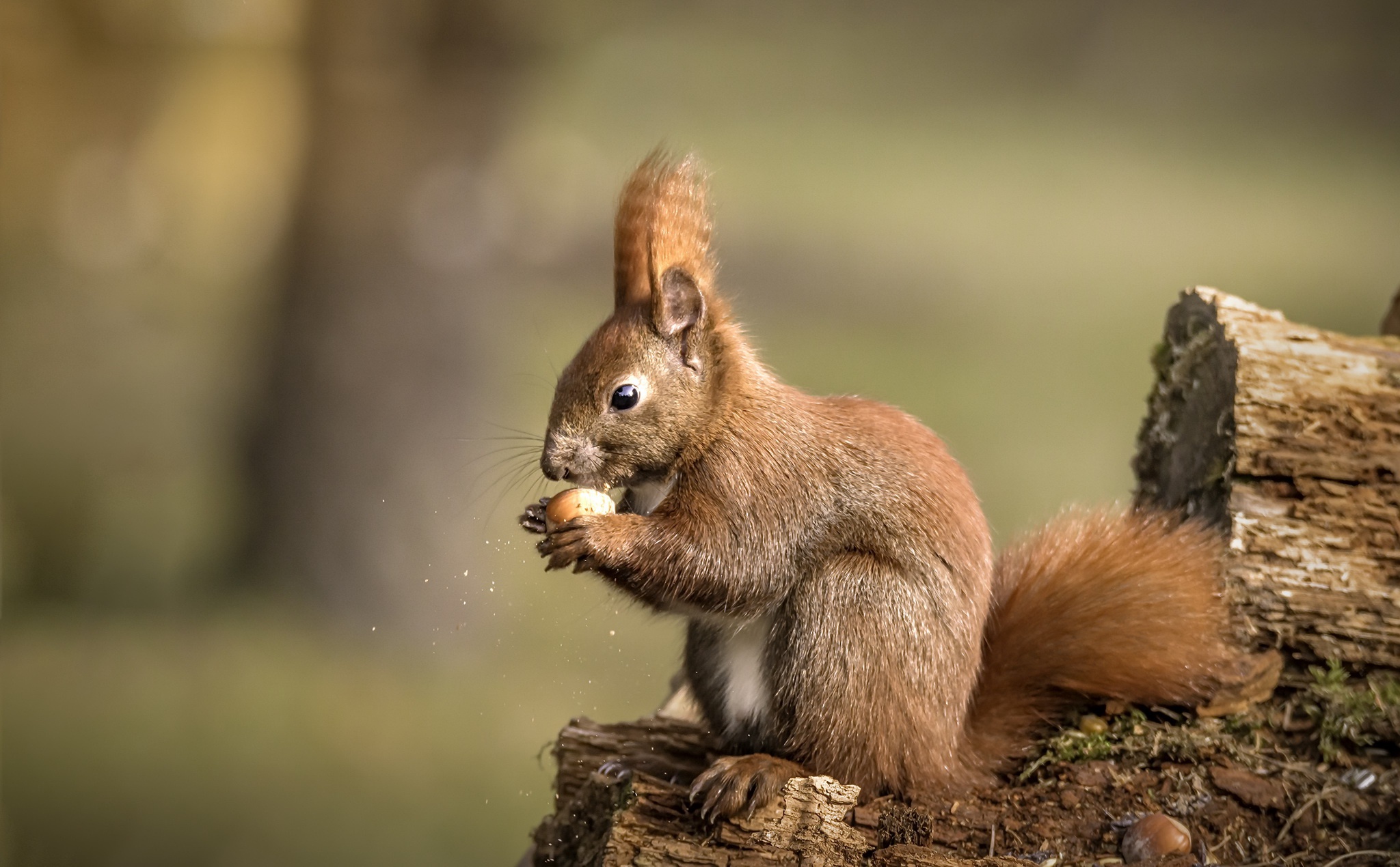 Animal Depth Of Field Eating Rodent Squirrel Wildlife 2048x1270