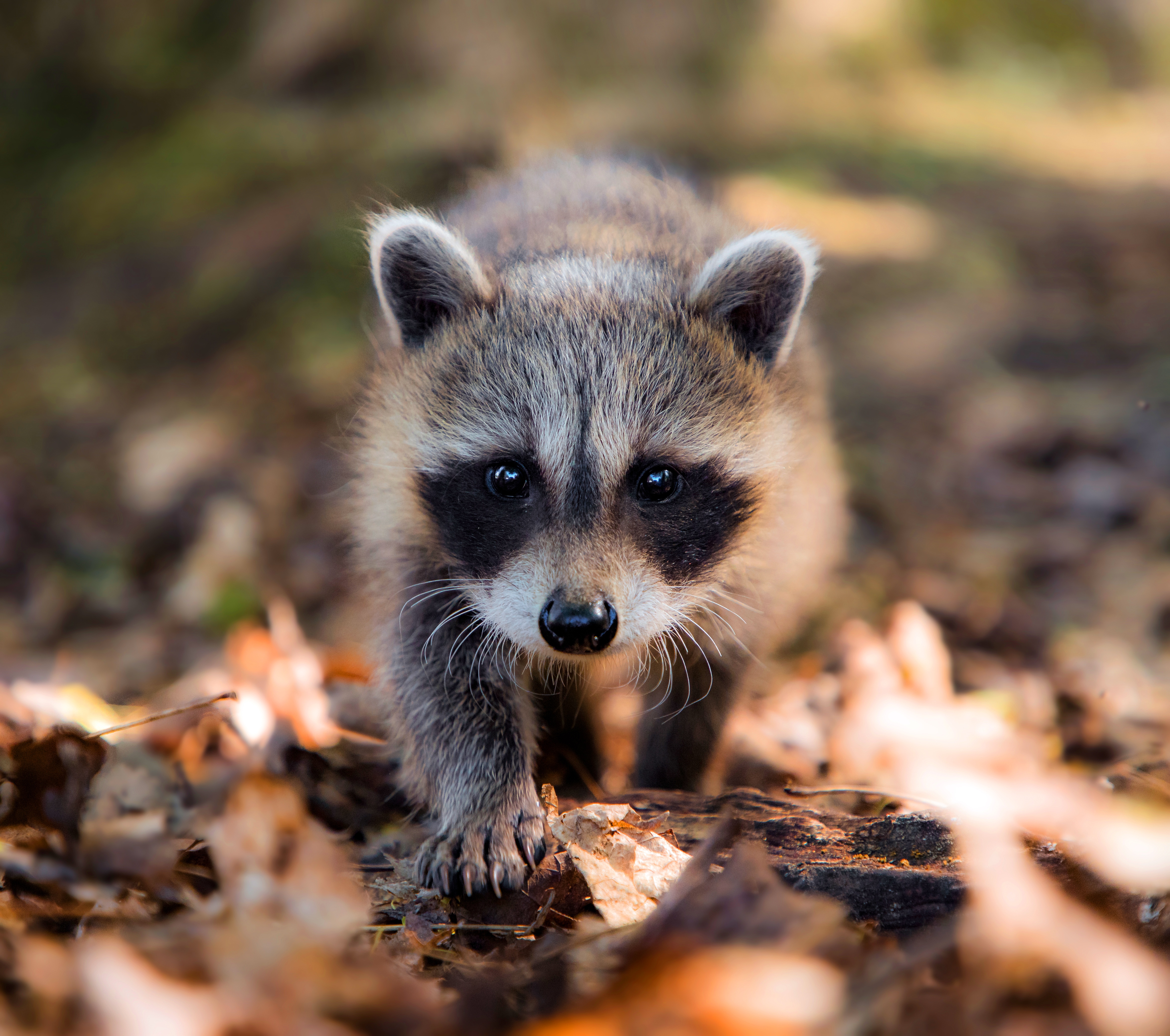 Raccoon Wildlife 4699x4160