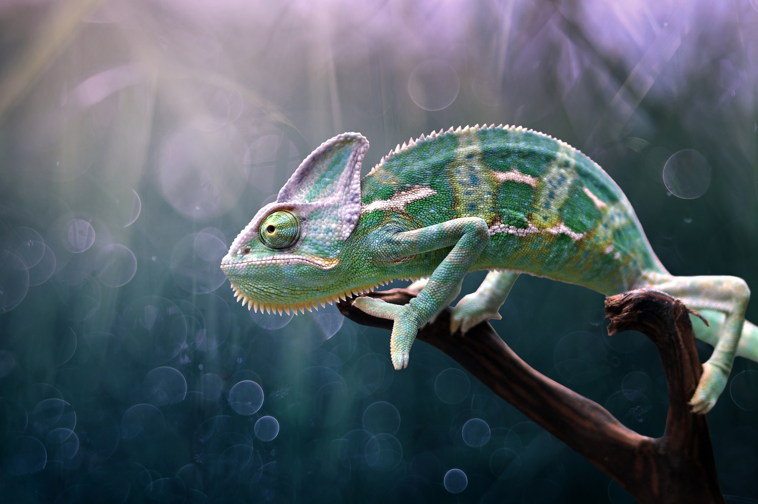 Animals Lizards Colorful Chameleons Nature 2499x1660