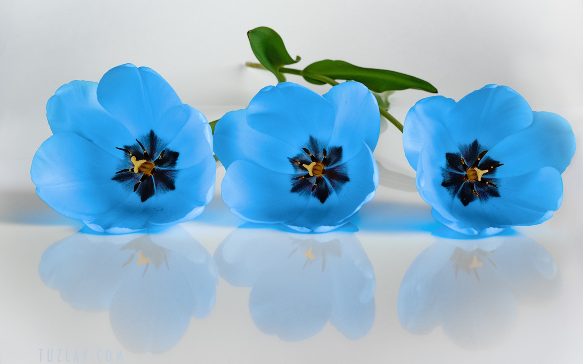 Blue Flower Earth Flower Tulip 1920x1200