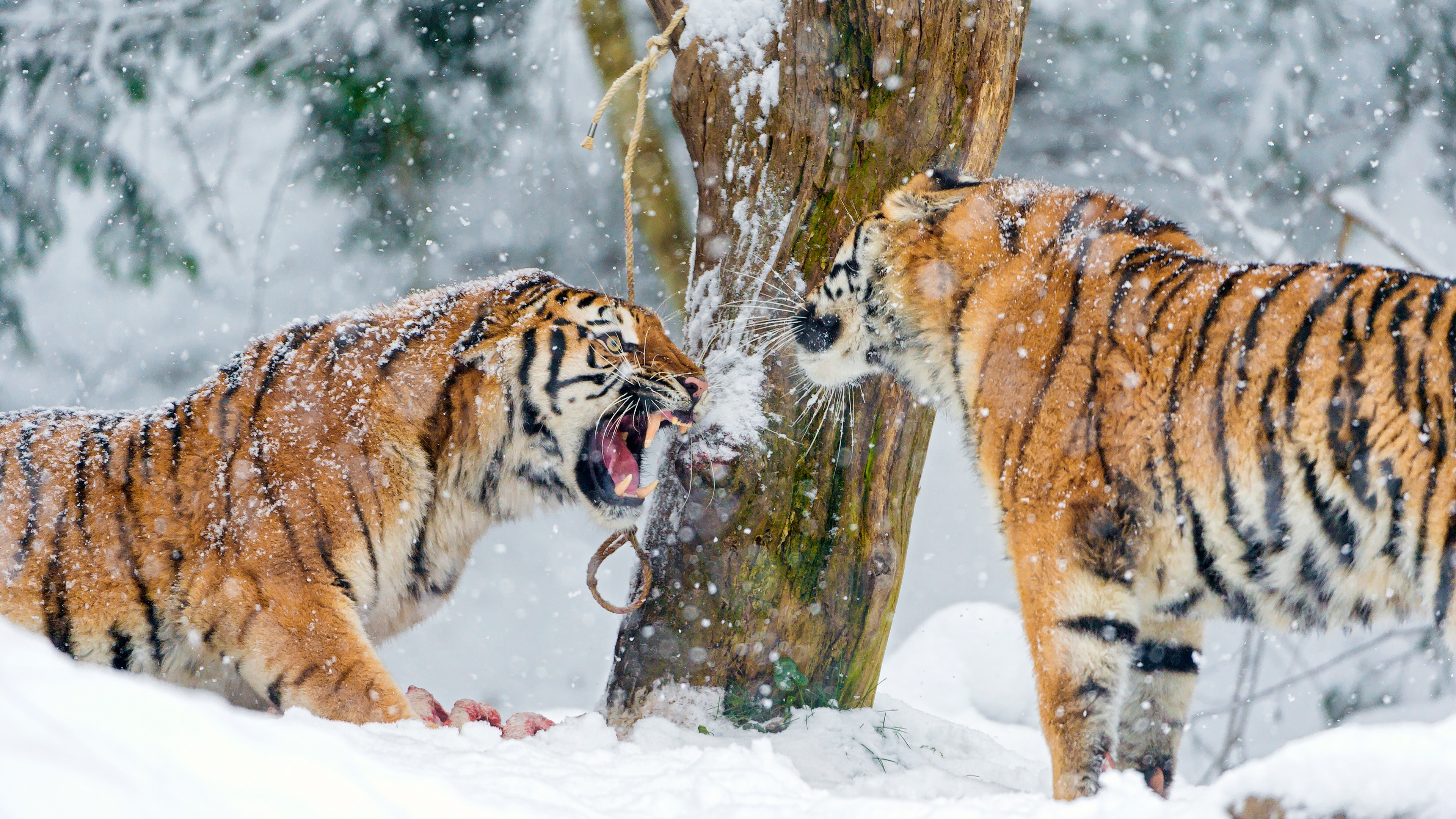 Animal Siberian Tiger Snow Tiger 3840x2160