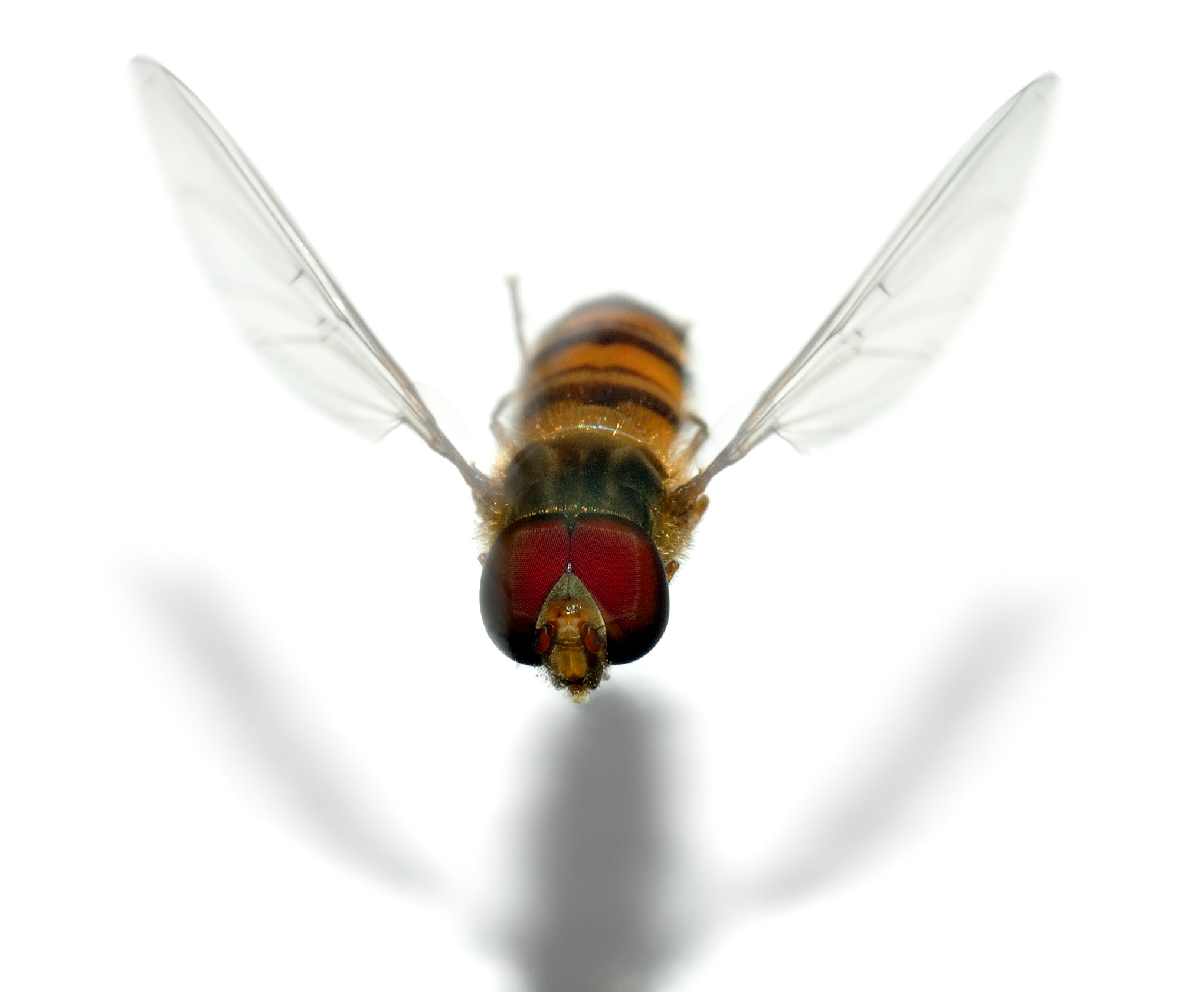 Animal Hoverfly 2040x1680