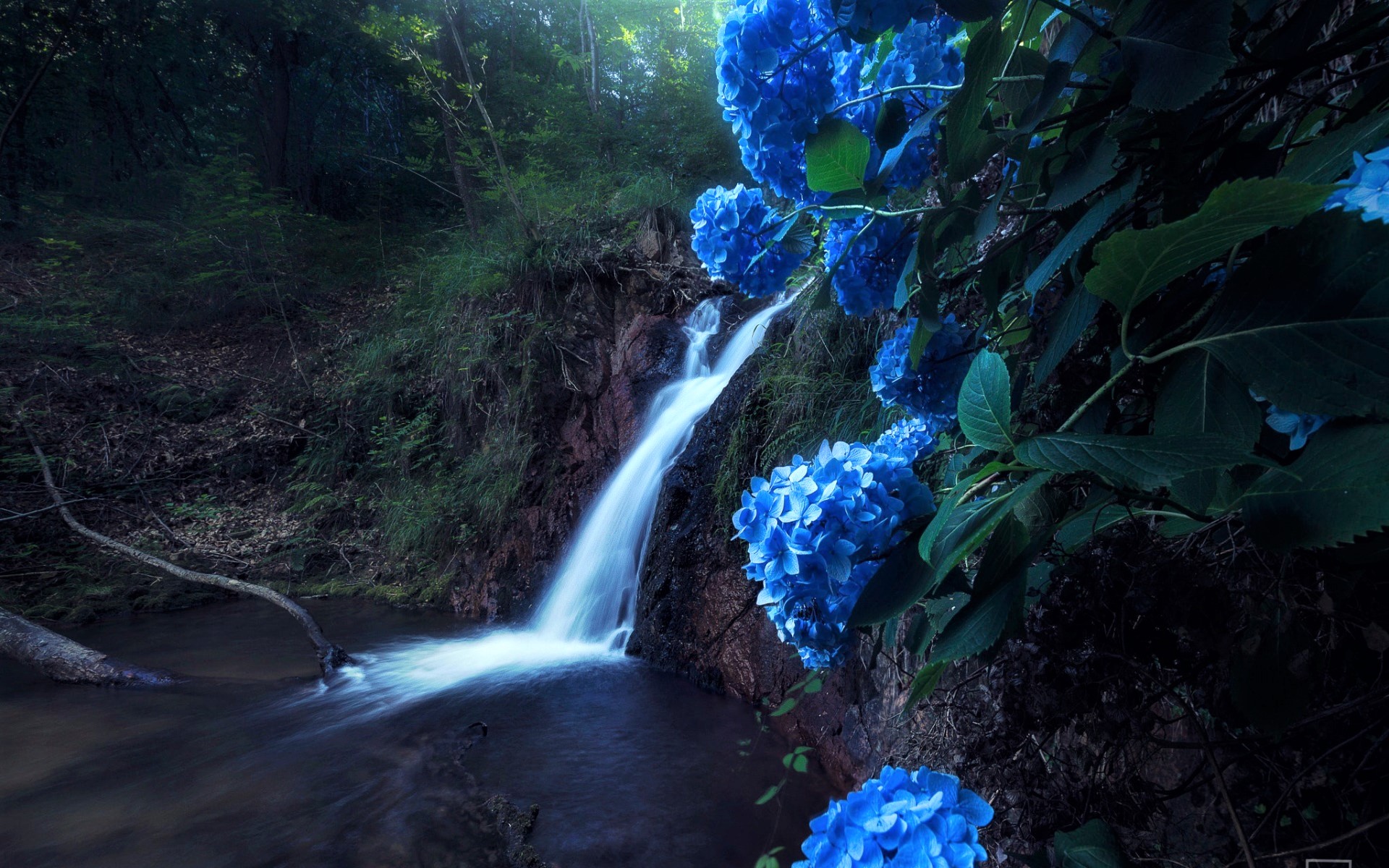 Blue Blue Flower Earth Hydrangea Rock Waterfall 1920x1200