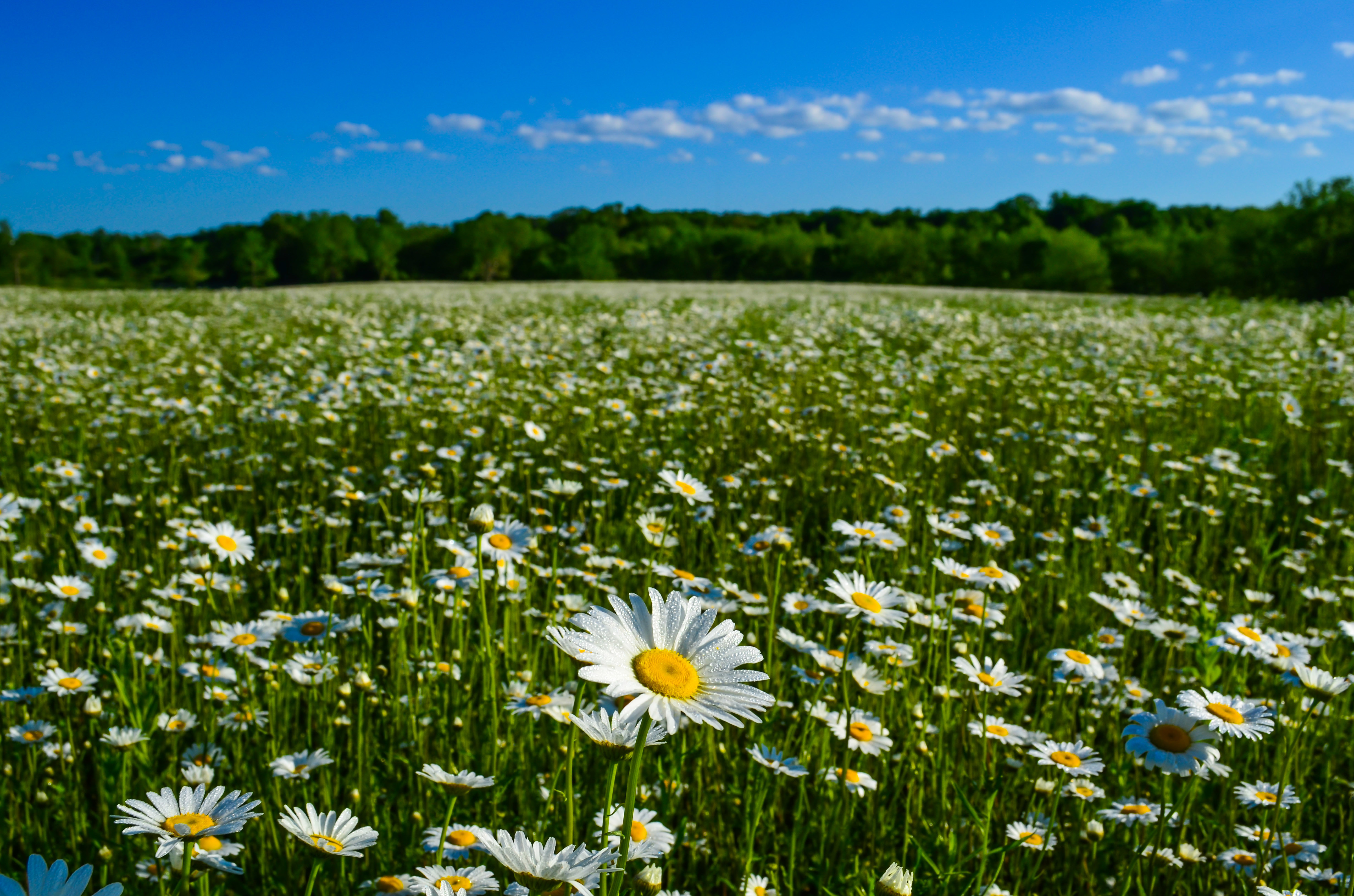 Chamomile Flower Meadow Nature Summer 4928x3264