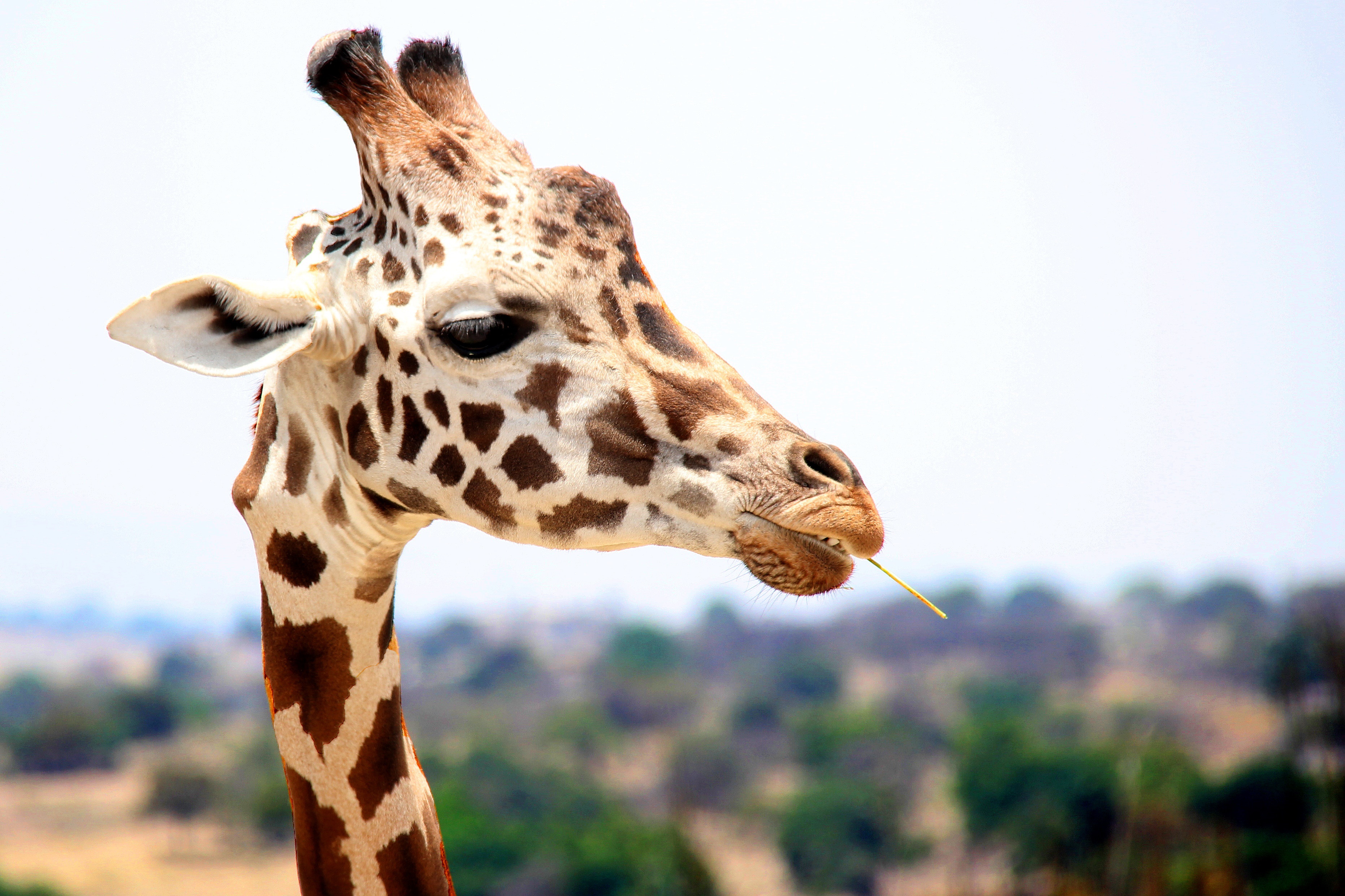 Giraffe Wildlife 3724x2482