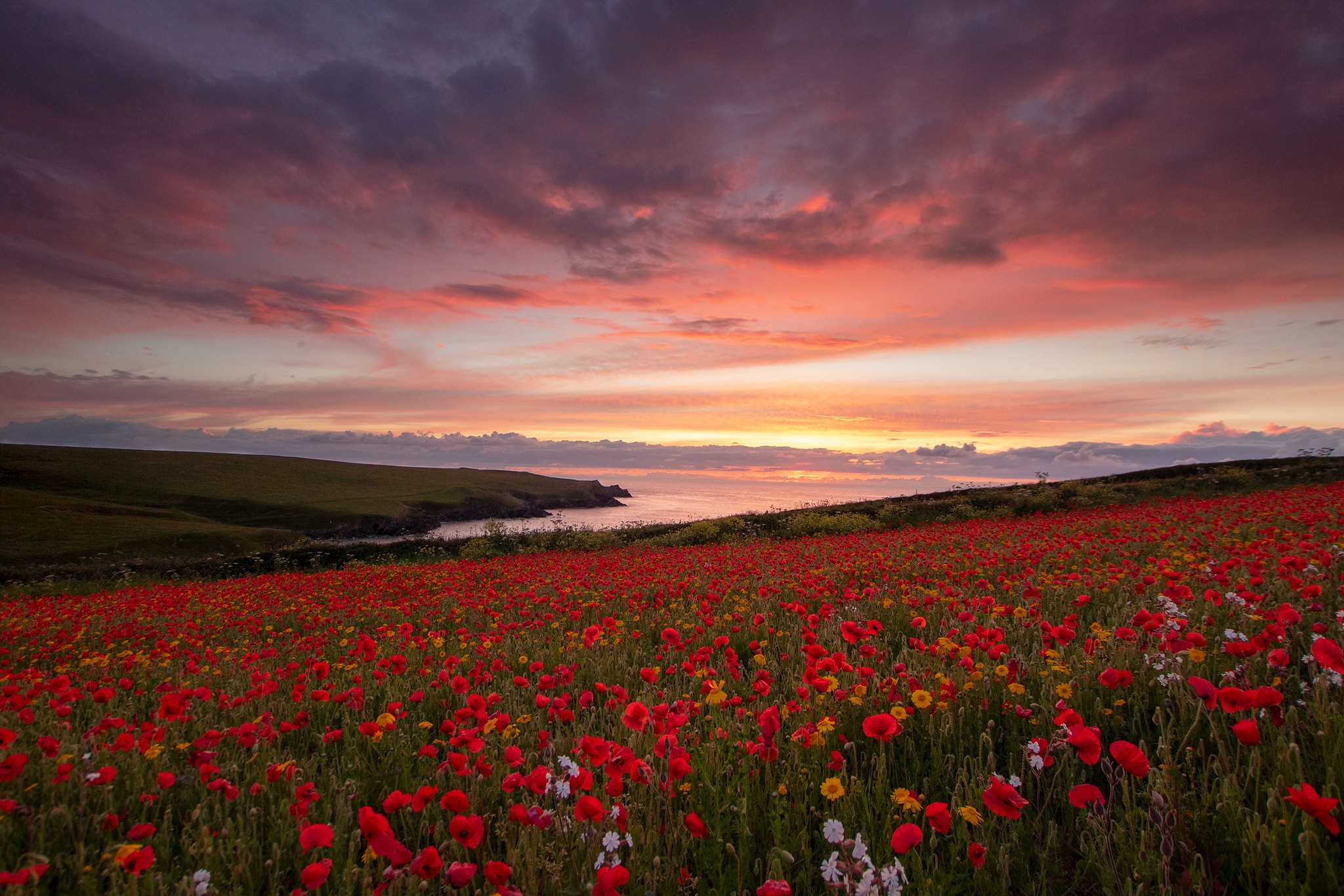 Cloud Flower Horizon Meadow Nature Poppy Red Flower Sky Sunset 2048x1366