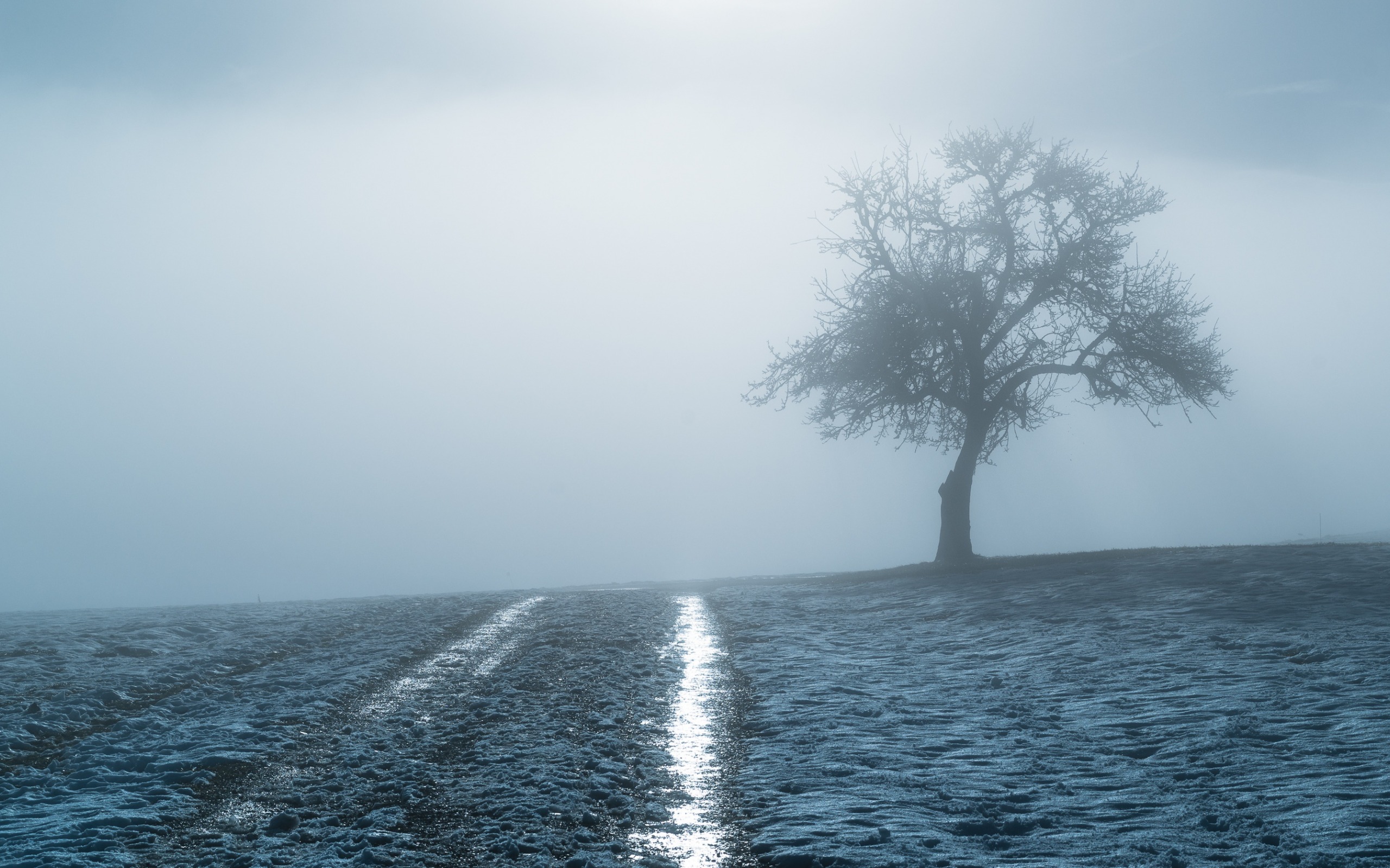 Field Fog Tree Winter 2560x1600