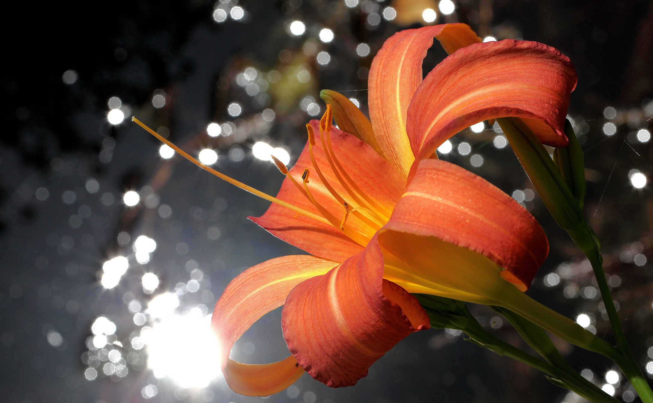 Bokeh Daylily Flower Lily 2174x1340