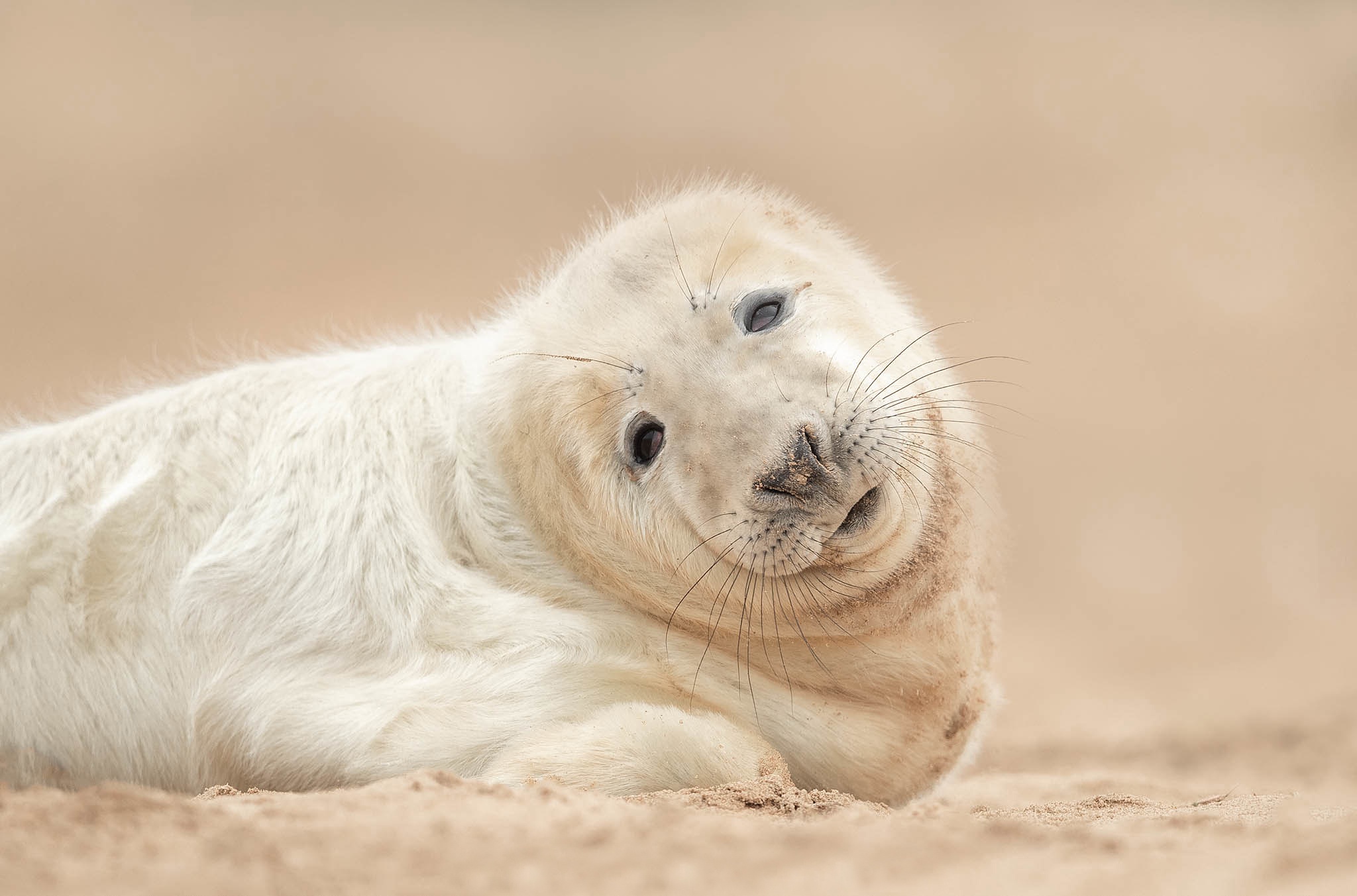 Cub Sand Seal 2048x1353