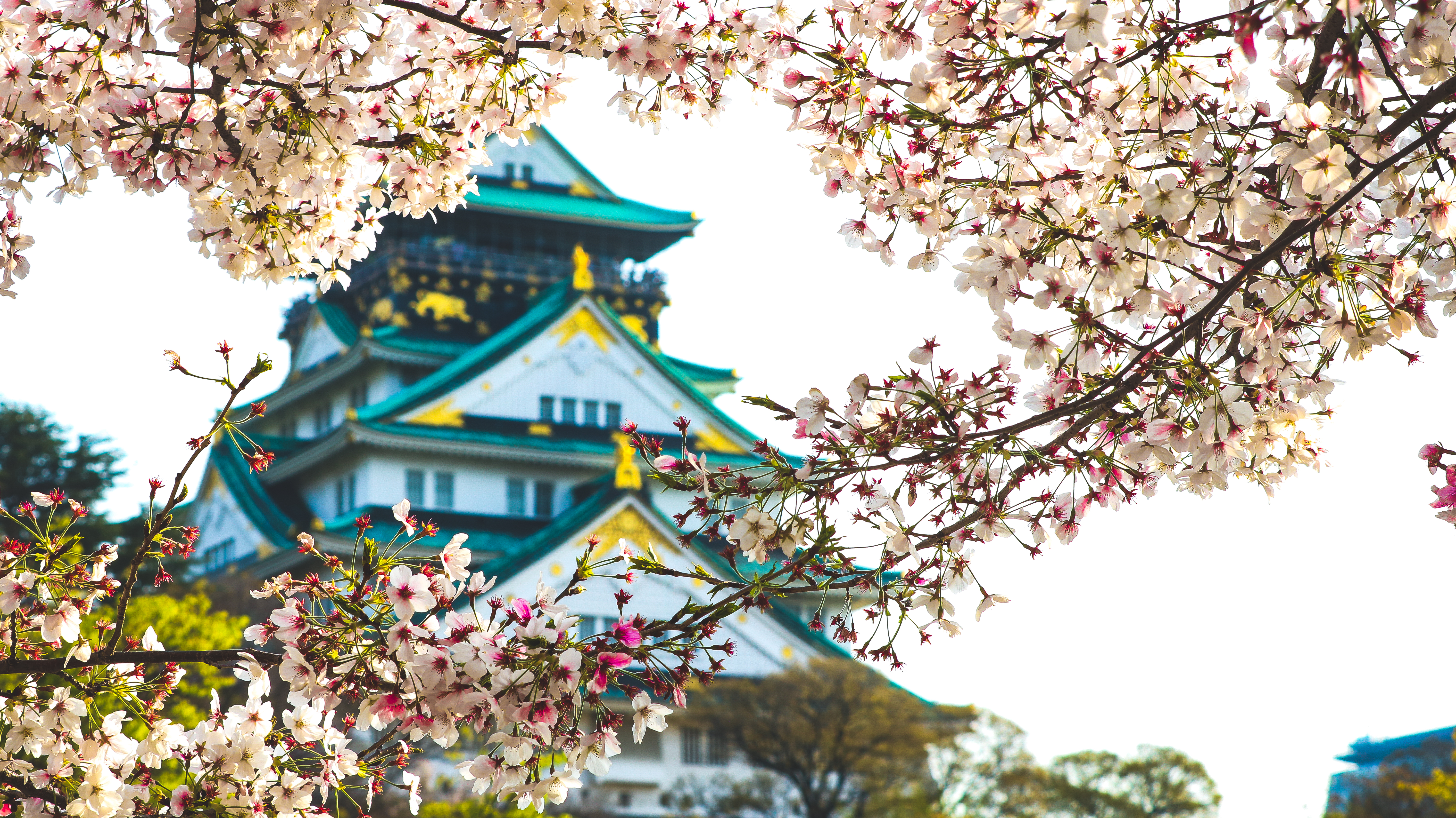 Osaka Castle Castle Osaka Sakura Blossom Cherry Blossom 6000x3375