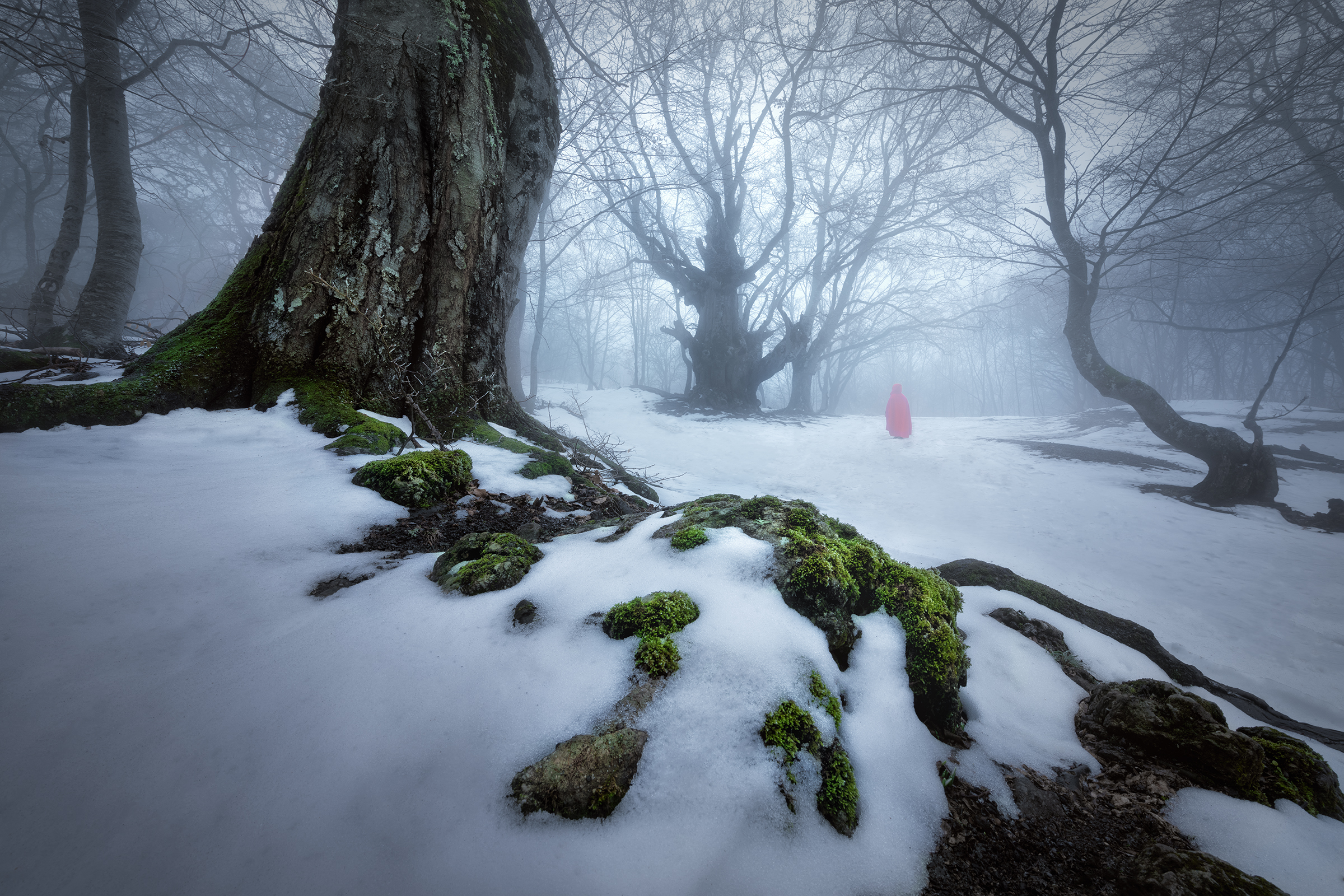 Trees Wood Forest Nature Moss Snow Snow Covered Winter Cold Mist Hood Red Hood Landscape Photography 2400x1600
