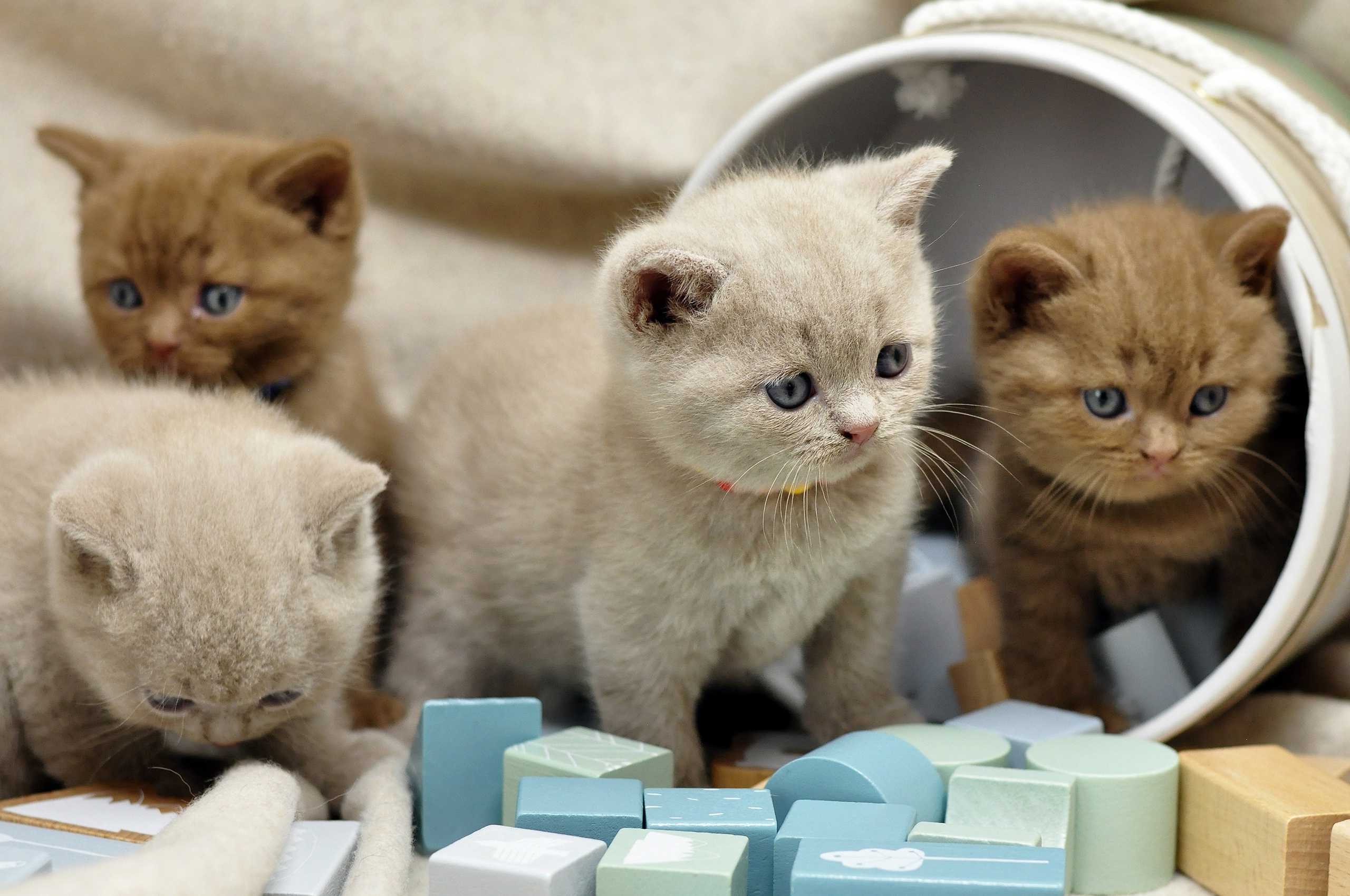 Baby Animal British Shorthair Cat Kitten Pet 2560x1700
