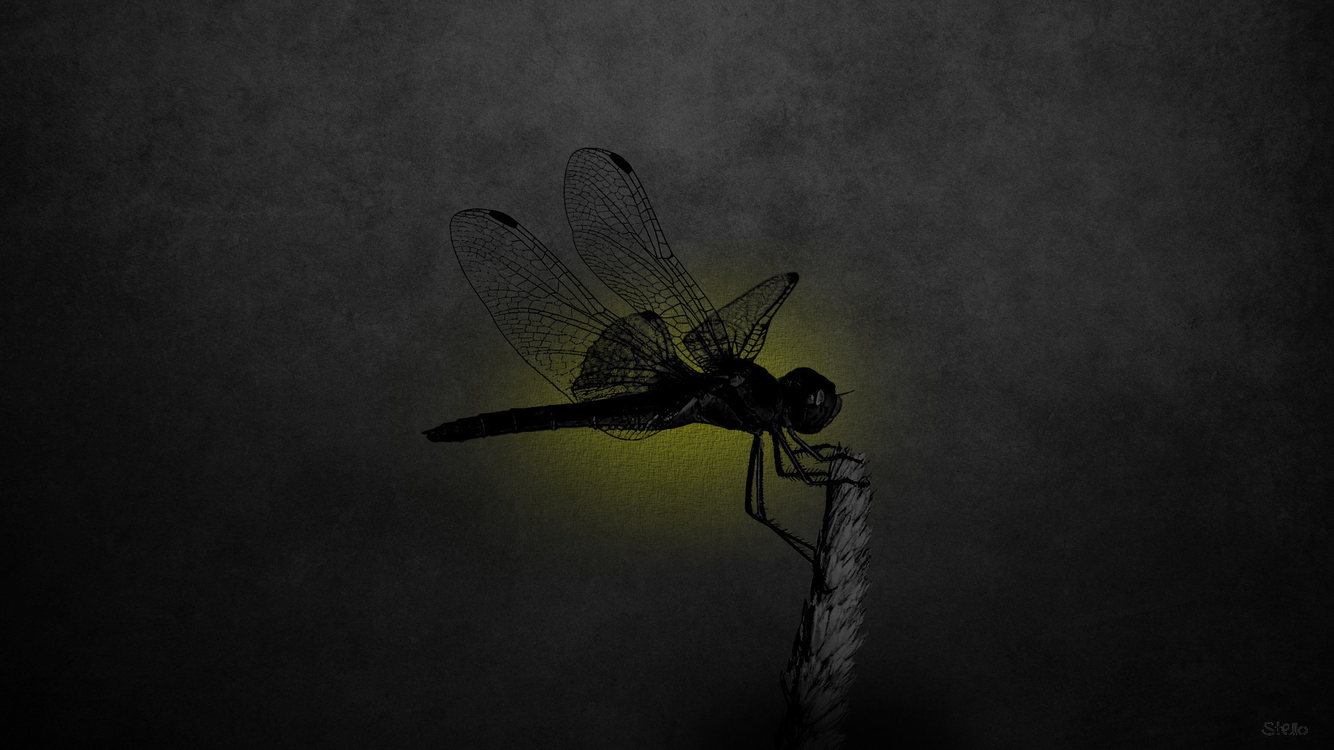 Dragonfly 1920x1080