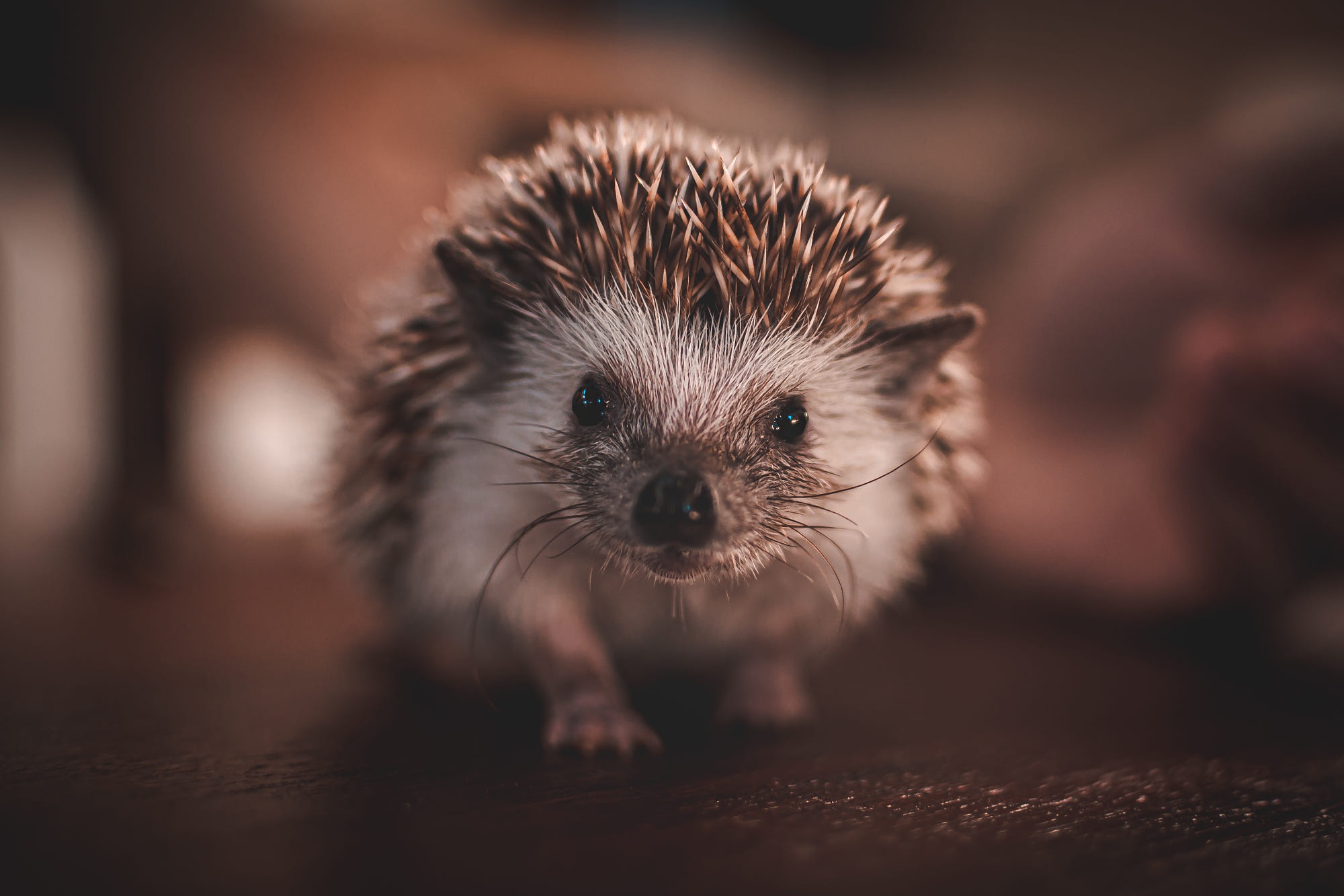 Hedgehog Wildlife 2000x1333