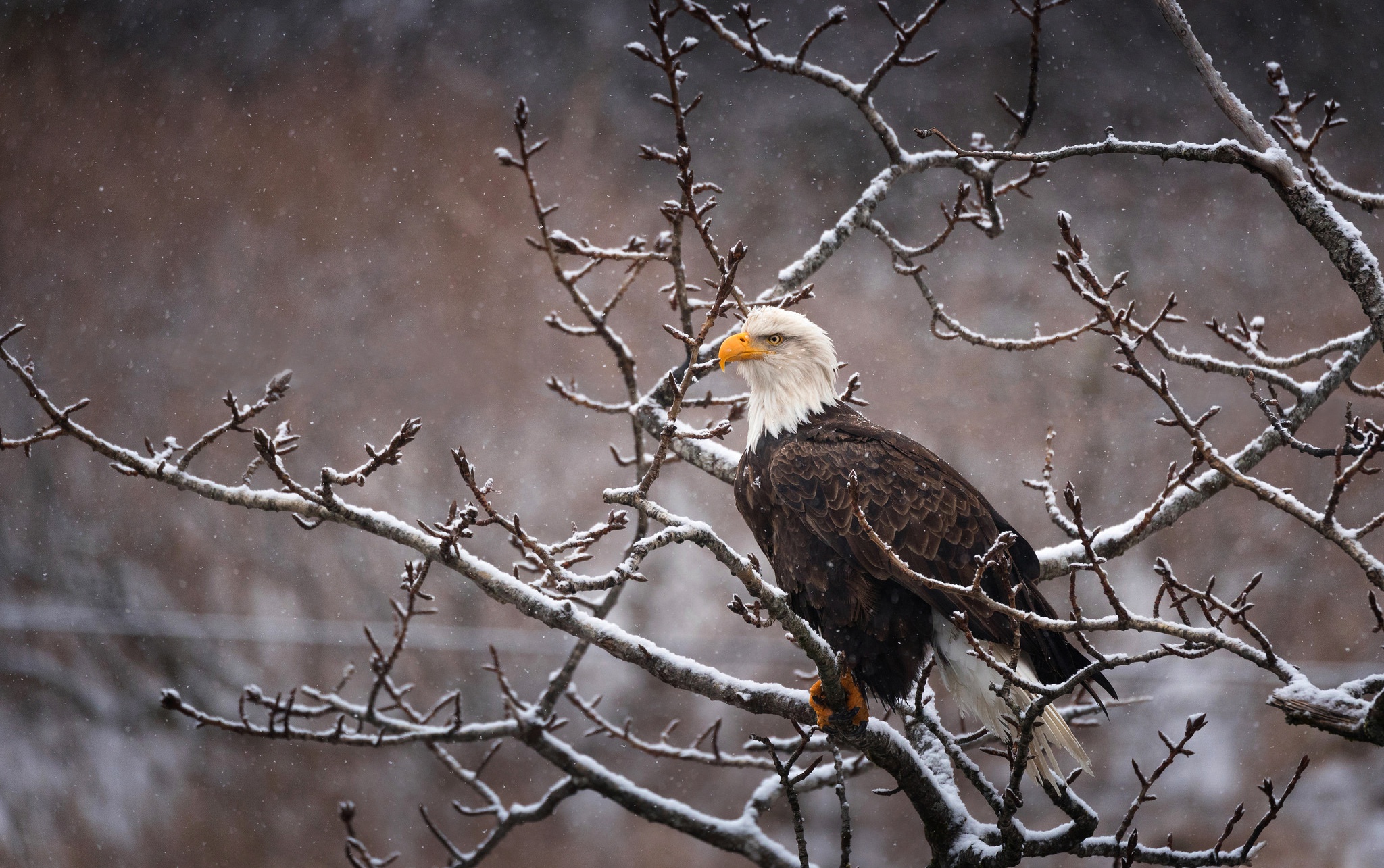 Bald Eagle Bird Of Prey Eagle Snowfall Wildlife 2048x1285