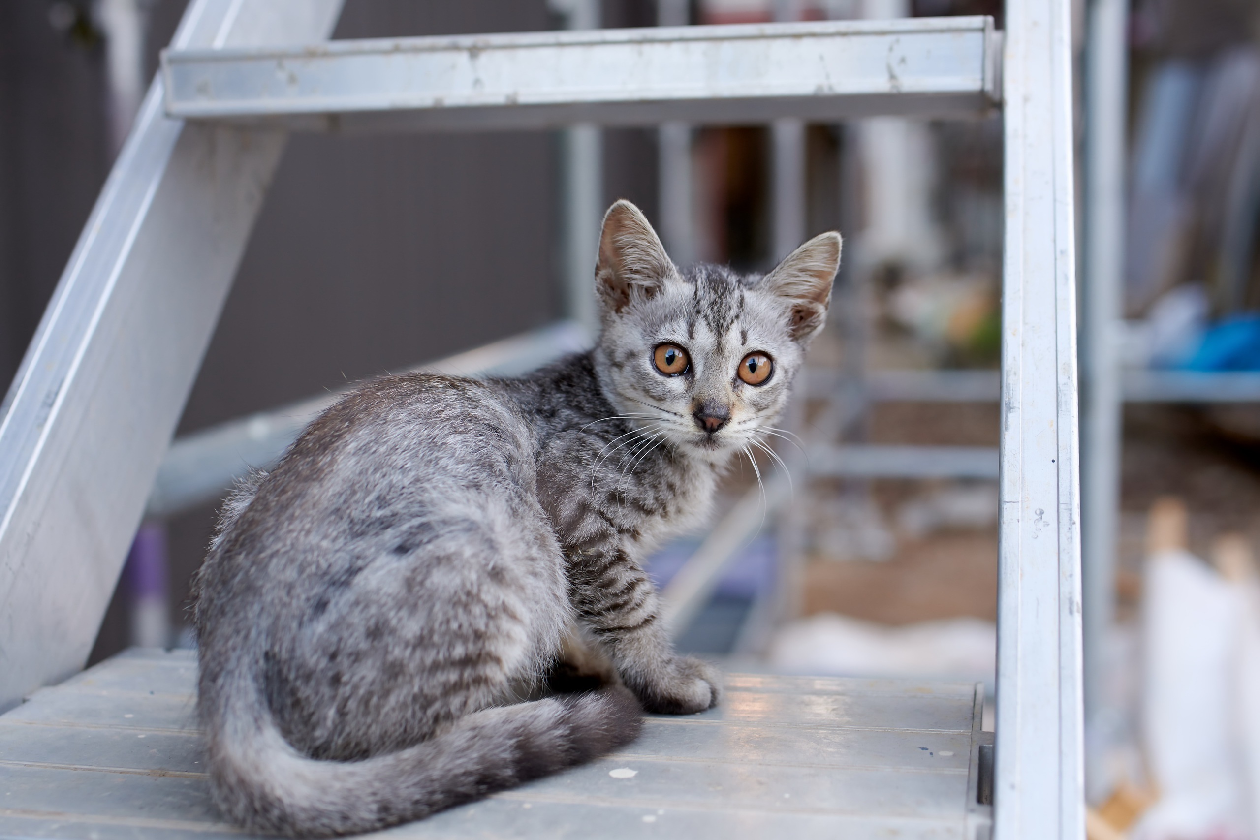 Baby Animal Cat Kitten Pet Stare 2560x1707