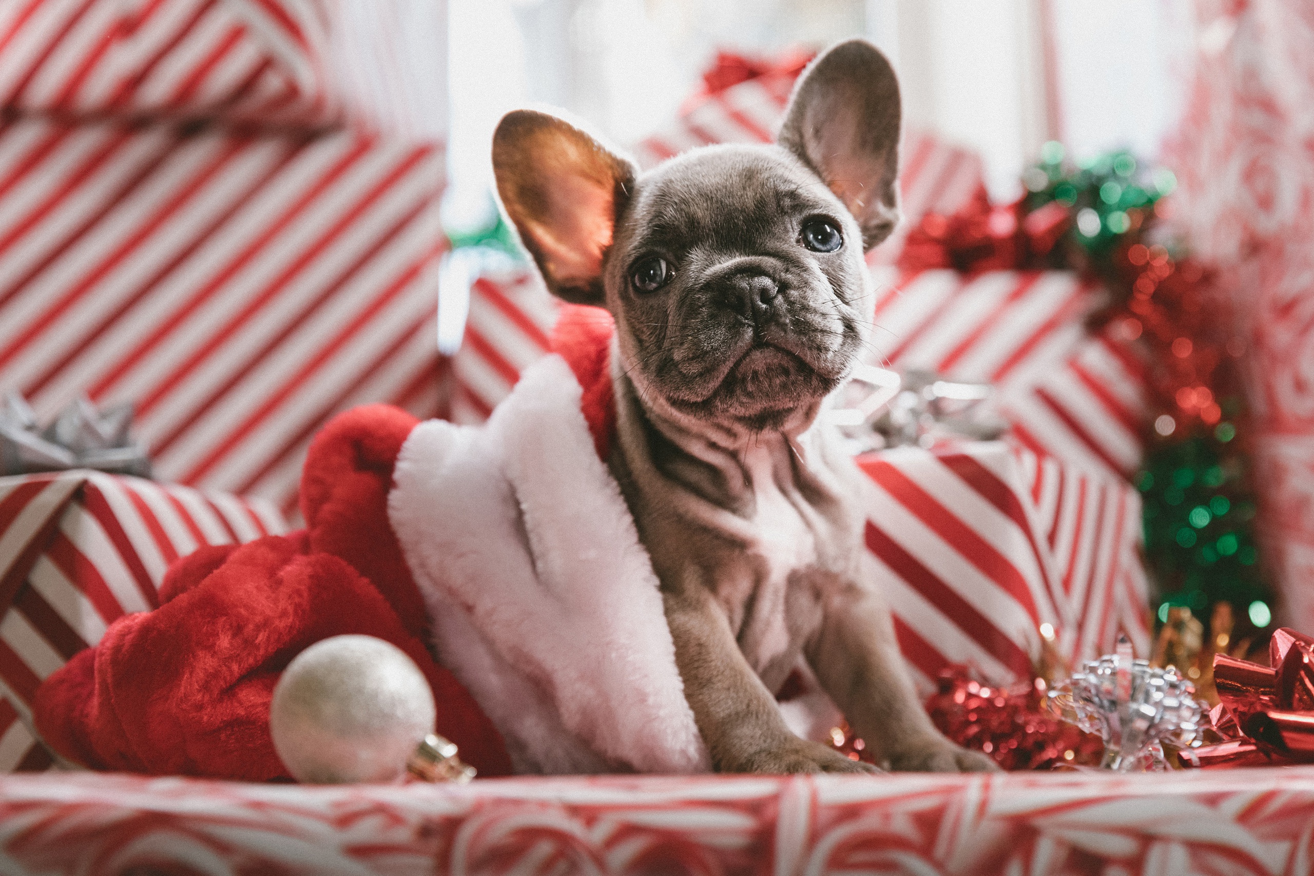 Baby Animal Christmas Dog French Bulldog Pet Puppy Santa Hat 2560x1707