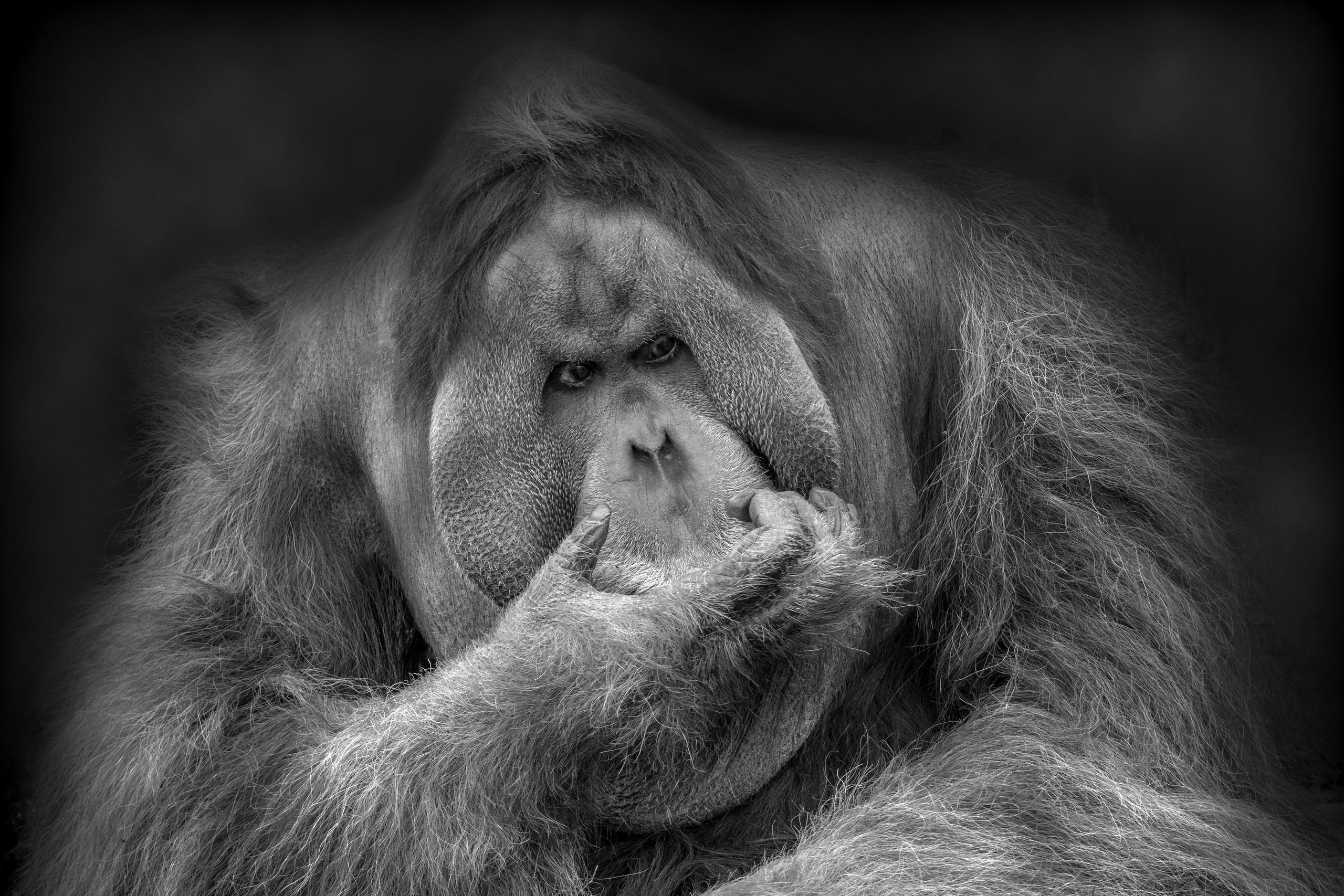Black Amp White Orangutan Primate 2560x1707