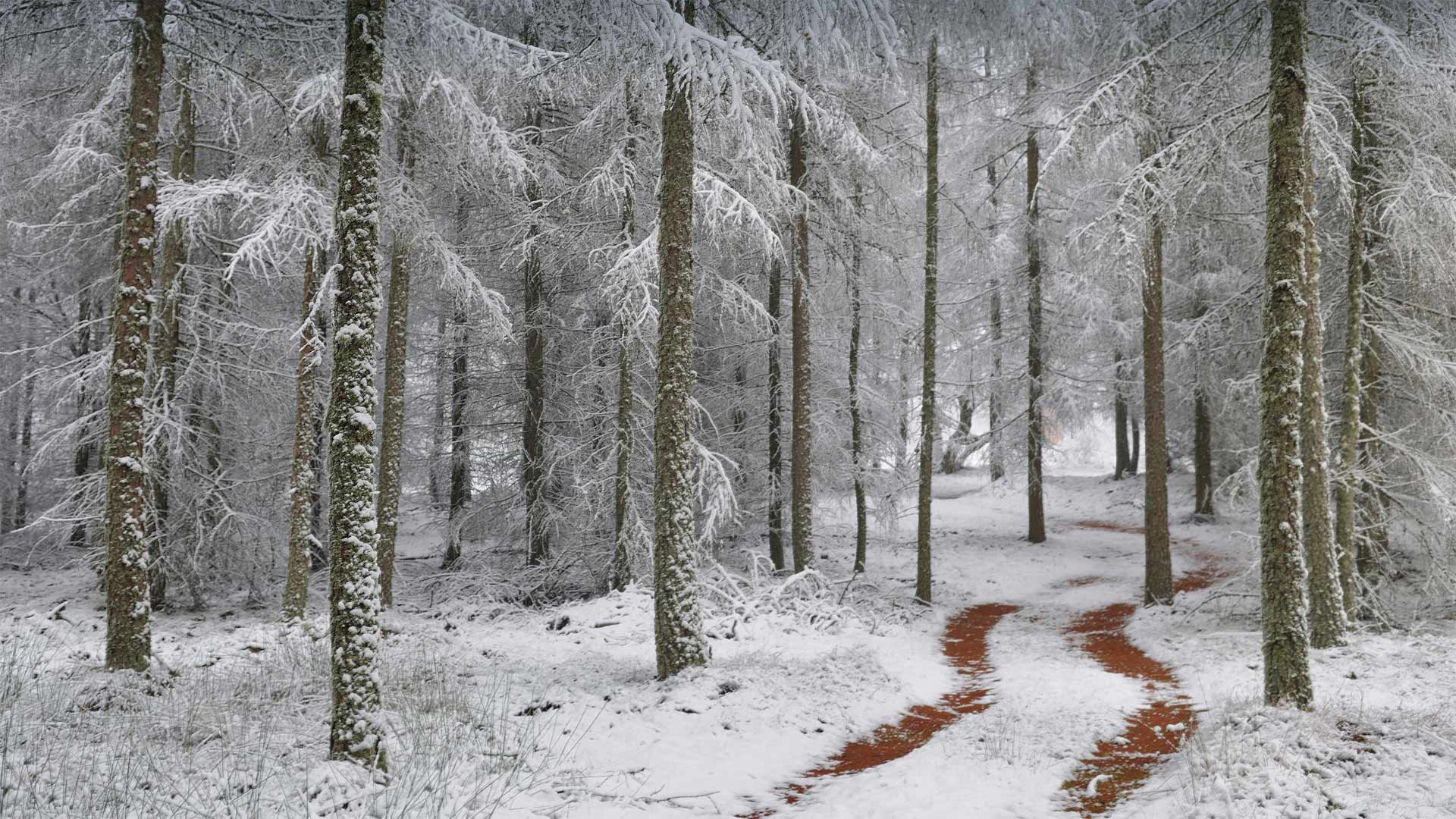 Nature Winter Cold Ice Snow Pathway Outdoors Forest Trees 1920x1080