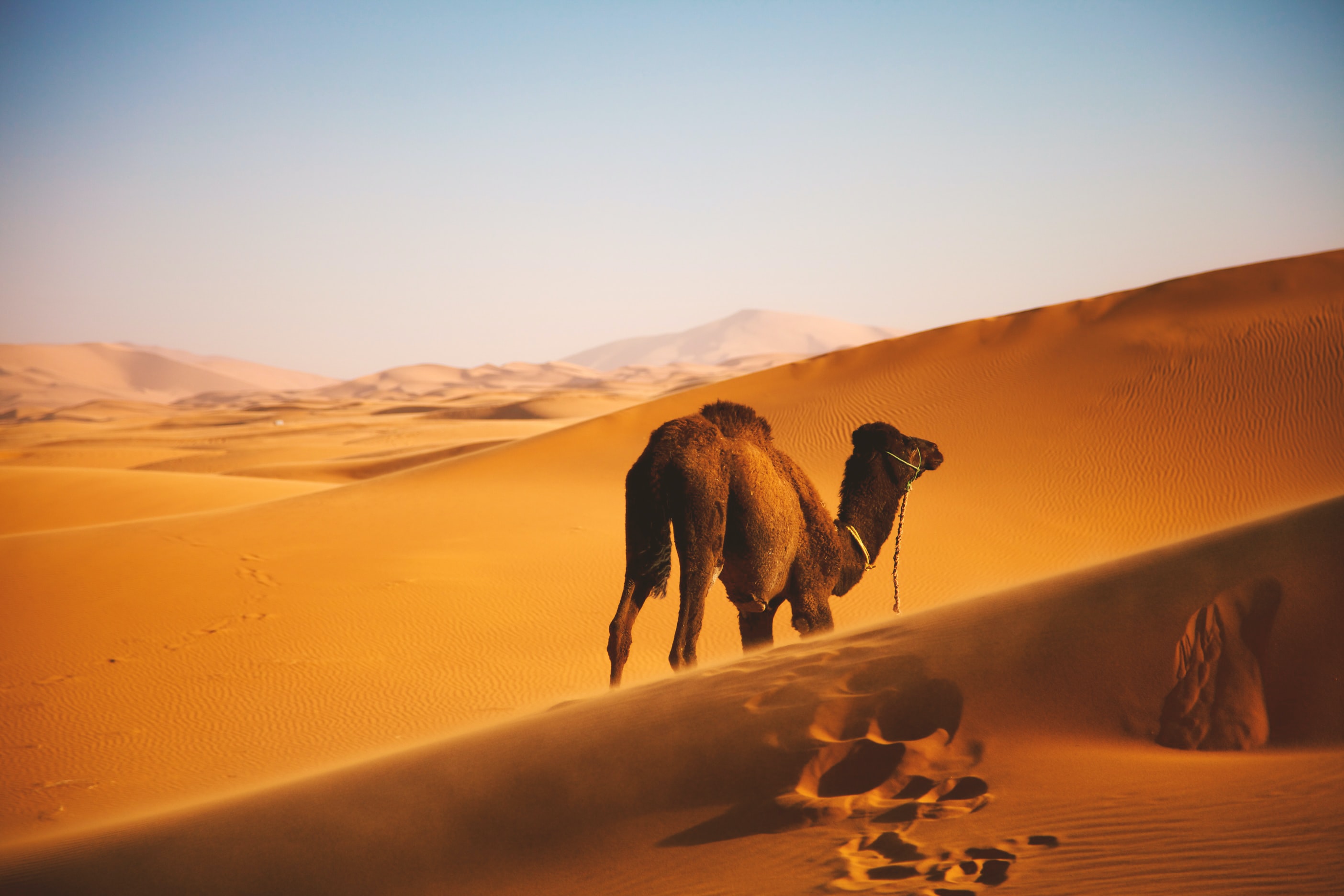 Desert Landscape Sand Dunes Nature Outdoors Far View Camels Footprints Sky Africa 2808x1872