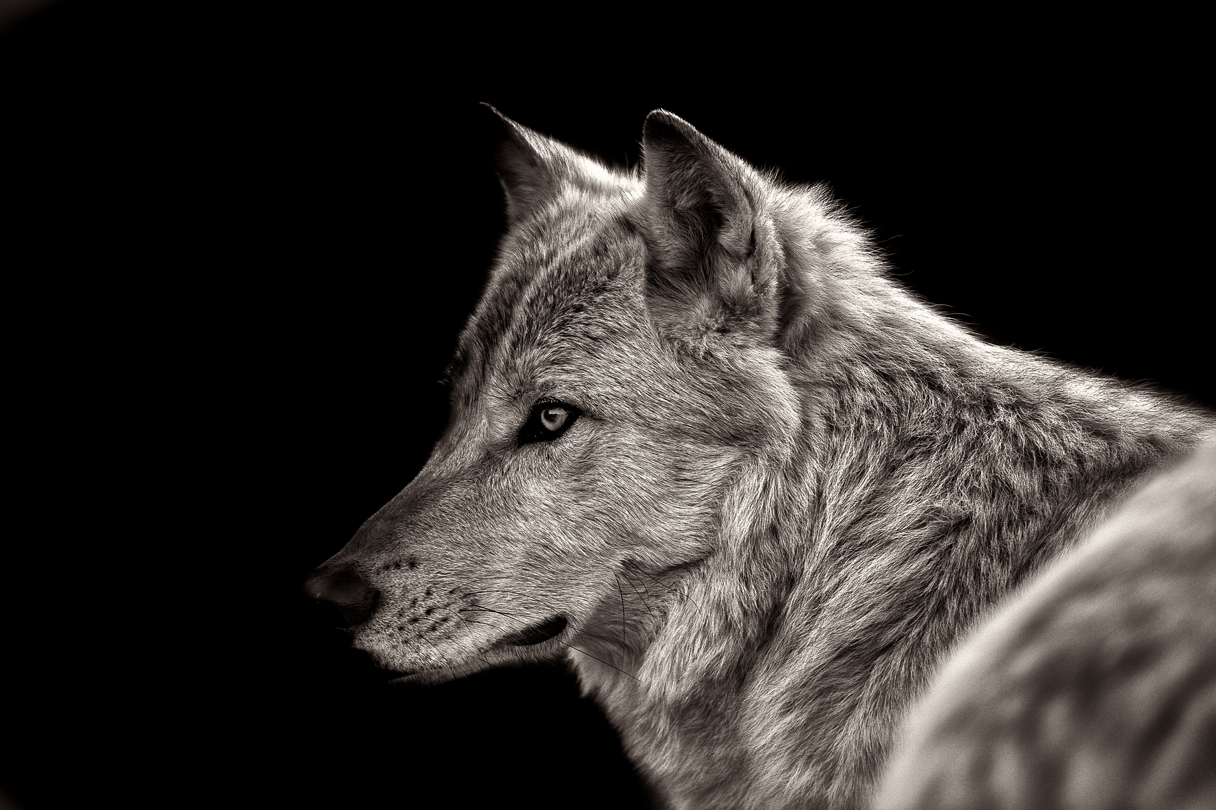 Animal Wolf 4242x2828