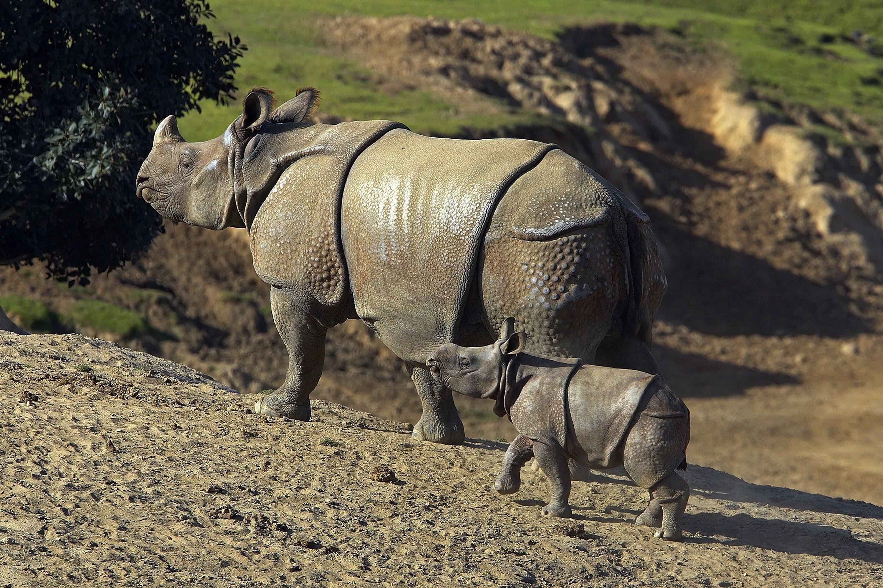 Animals Indian Rhinoceros Mammals Baby Animals Nature Rhino 3000x2000