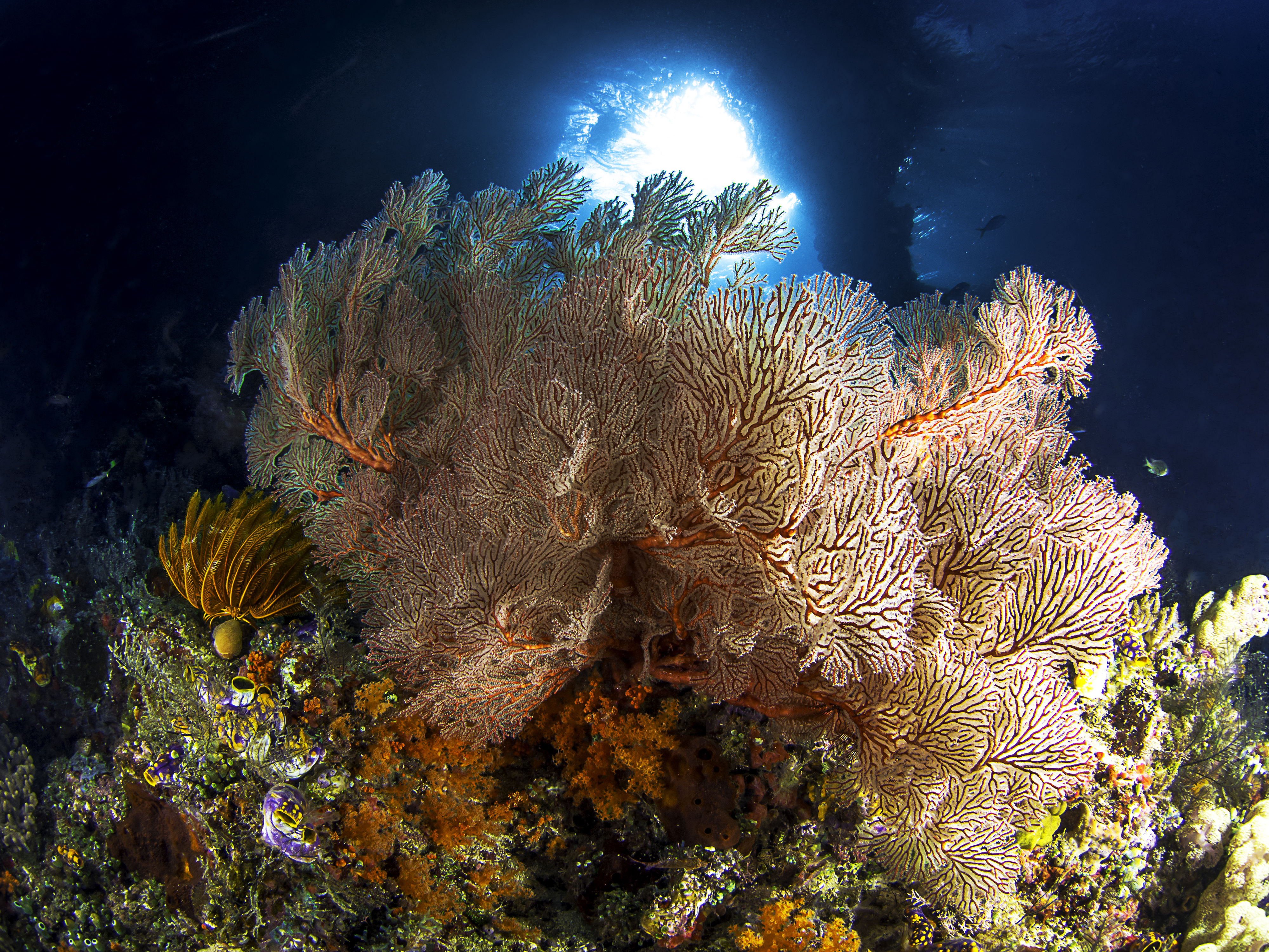 Coral Sea Sea Life Underwater 4000x3000