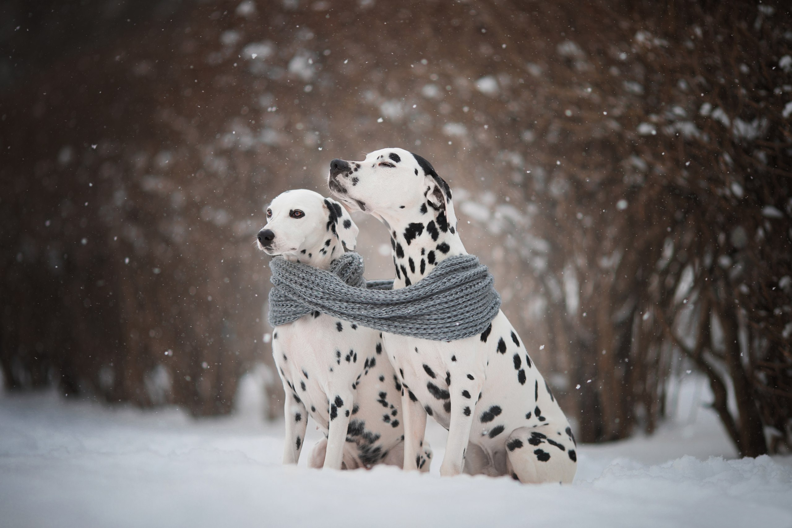 Dalmatian Dog Pet Snowfall Winter 2560x1707