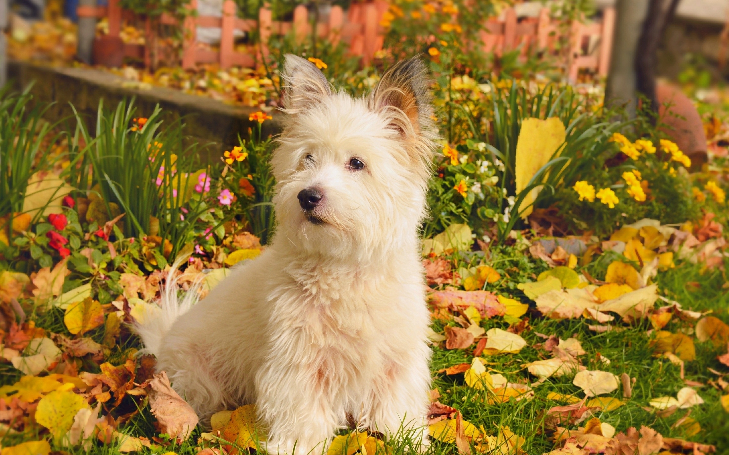 Dog Pet West Highland White Terrier 2958x1847