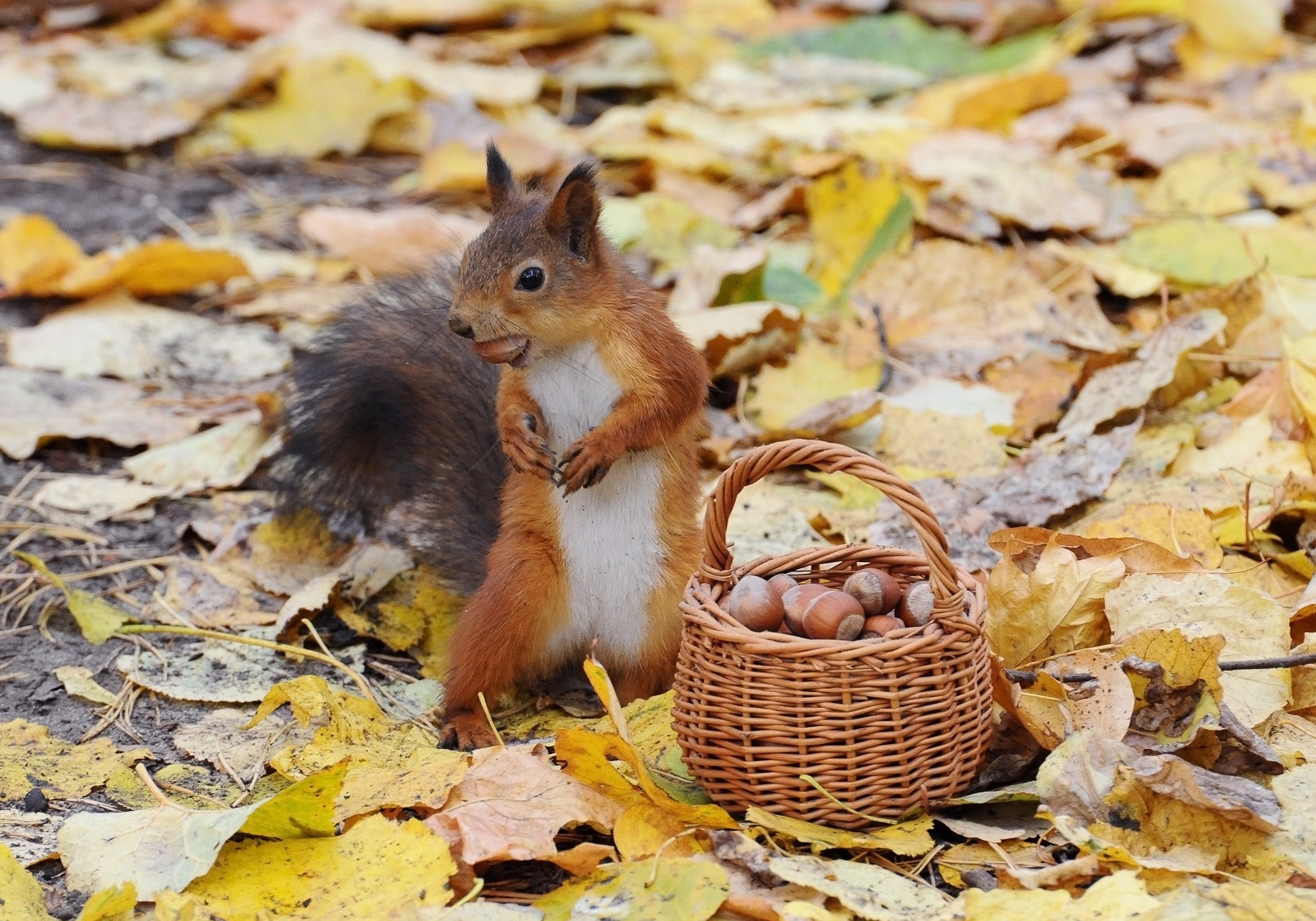Acorn Basket Fall Leaf Nut Squirrel 2000x1400